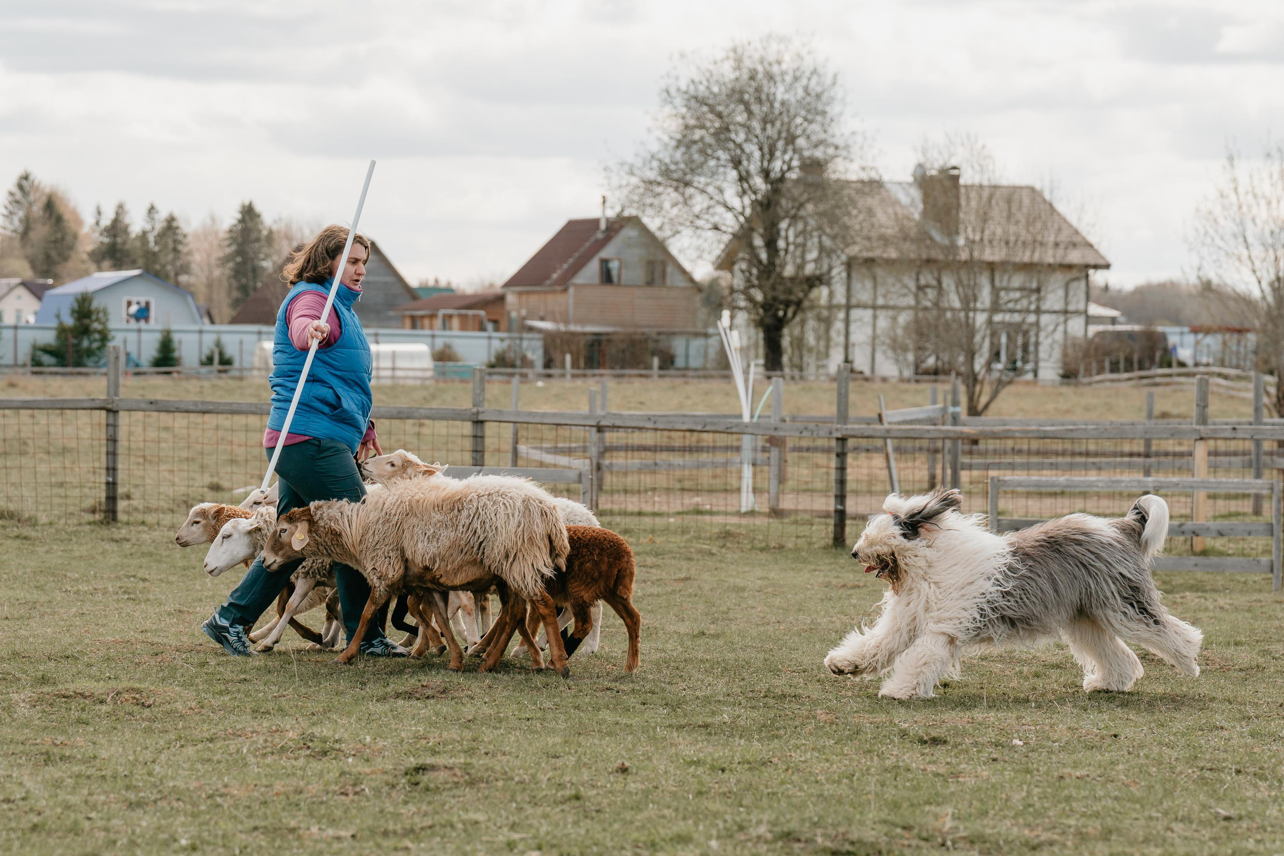 Пастушья служба. Фотограф анималист Осипчикова Мария