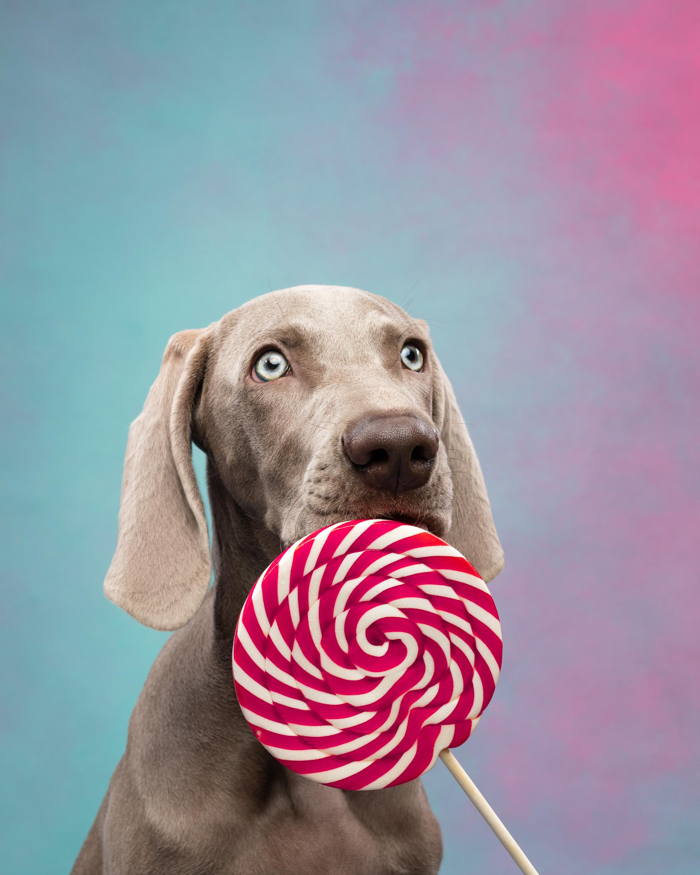 Веймаранер Эспен. Фотограф анималист Осипчикова Мария