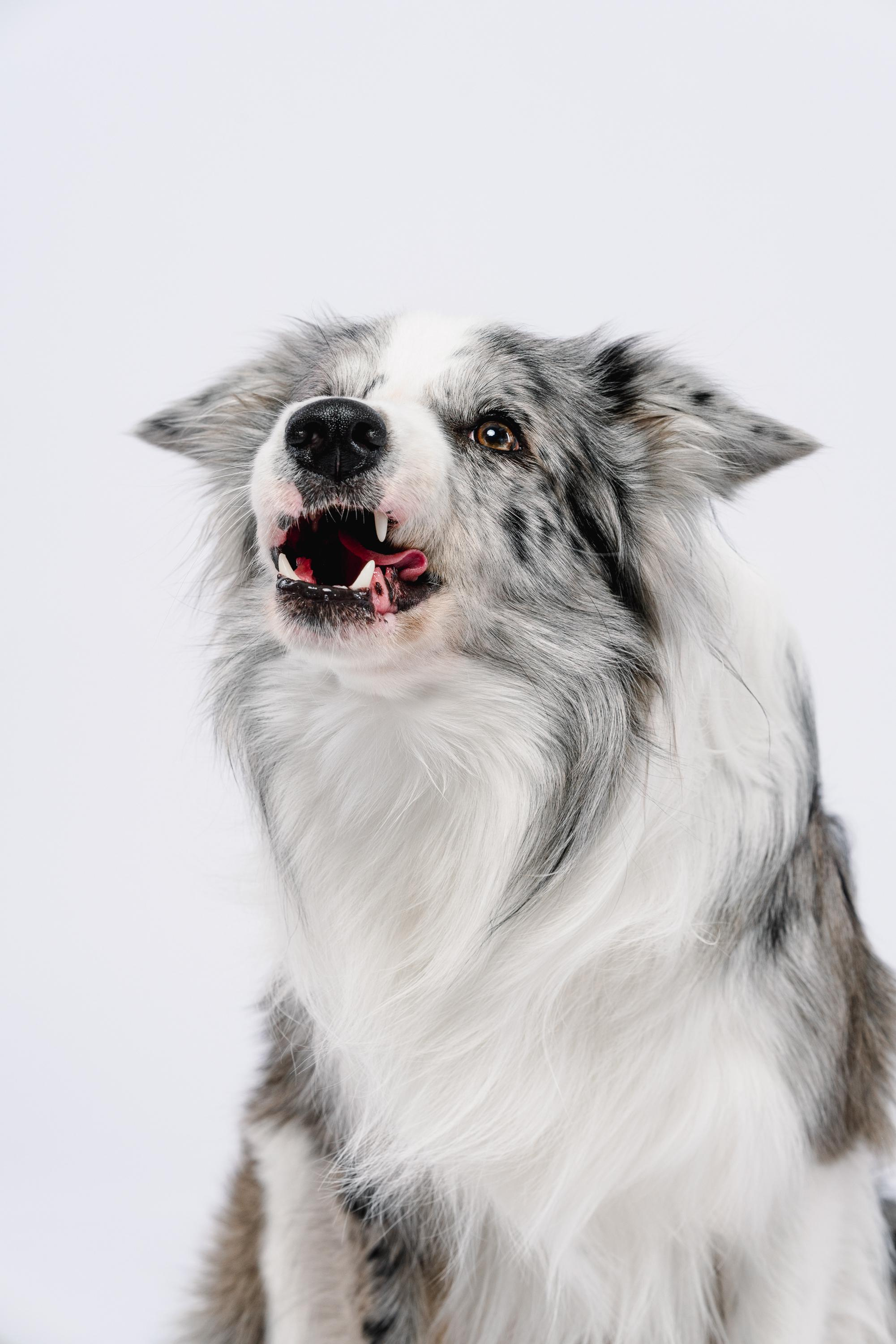 Юля и Ньютон. Фотограф анималист Осипчикова Мария