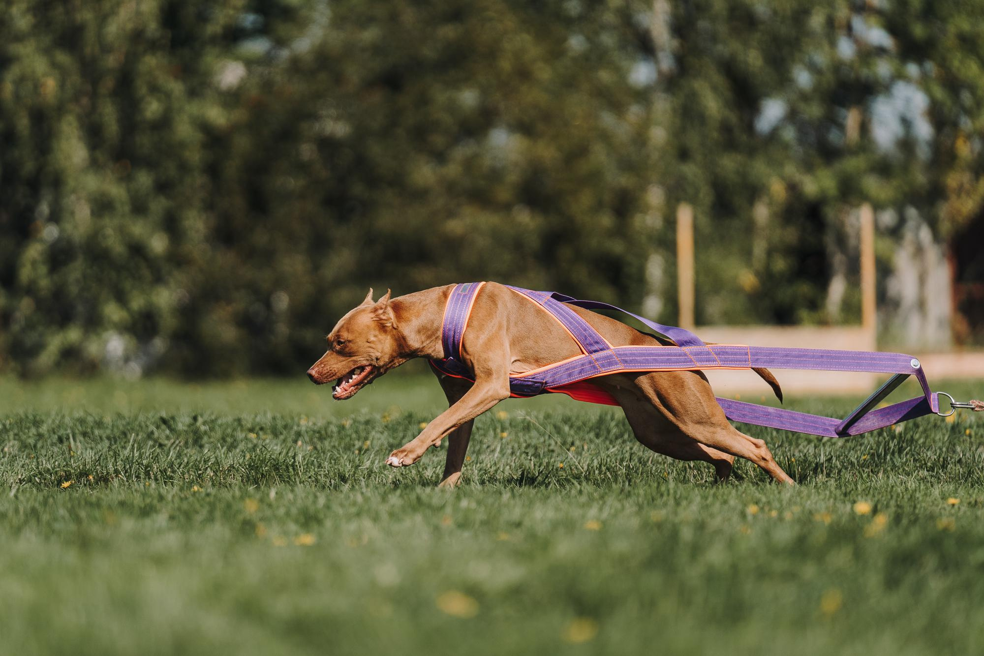 День пита и стаффа. Фотограф анималист Осипчикова Мария