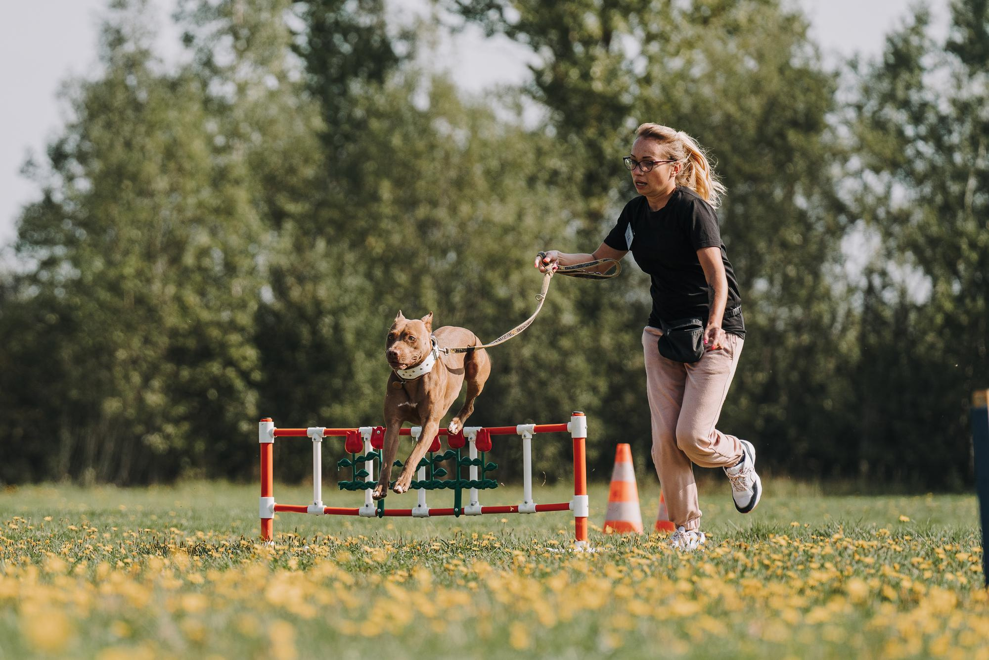 День пита и стаффа. Фотограф анималист Осипчикова Мария