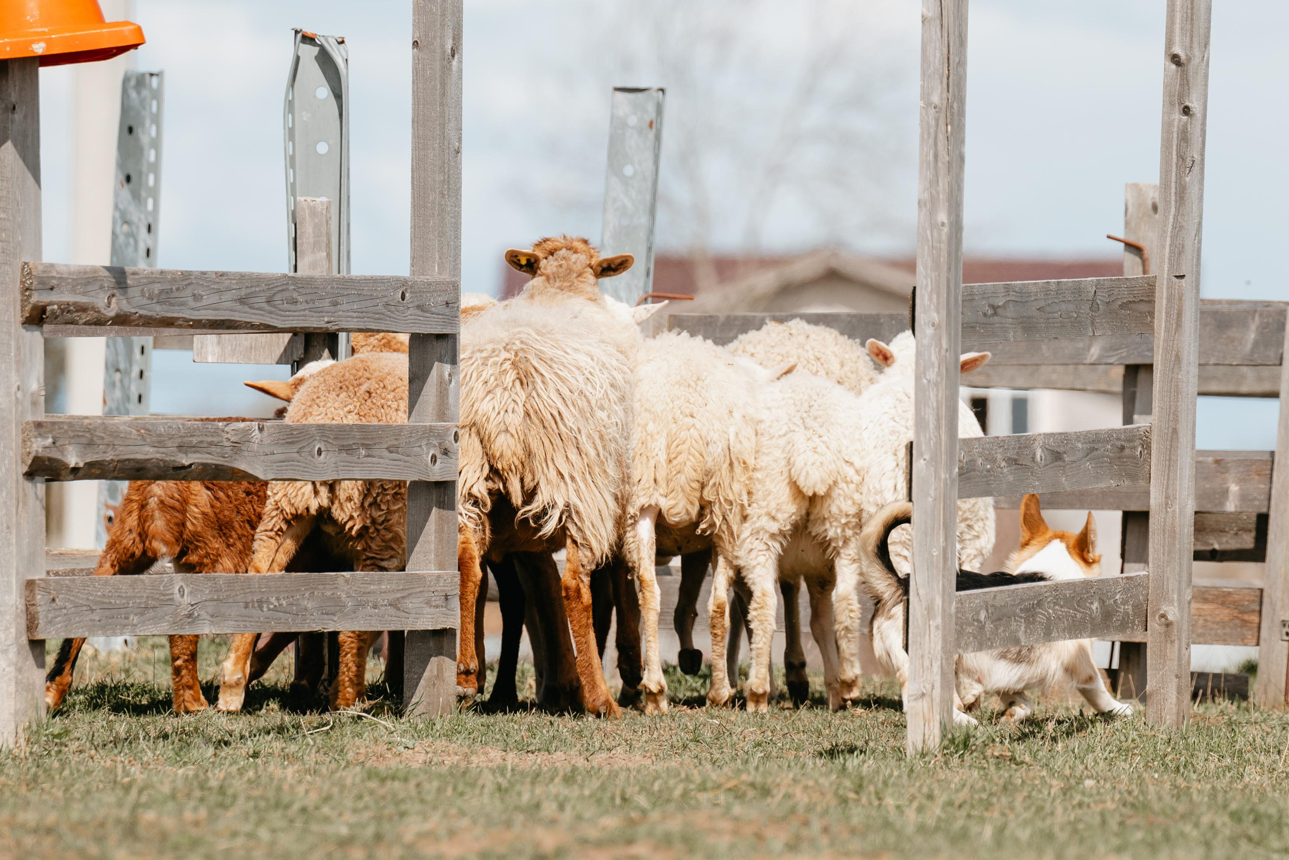 Пастушья служба. Фотограф анималист Осипчикова Мария