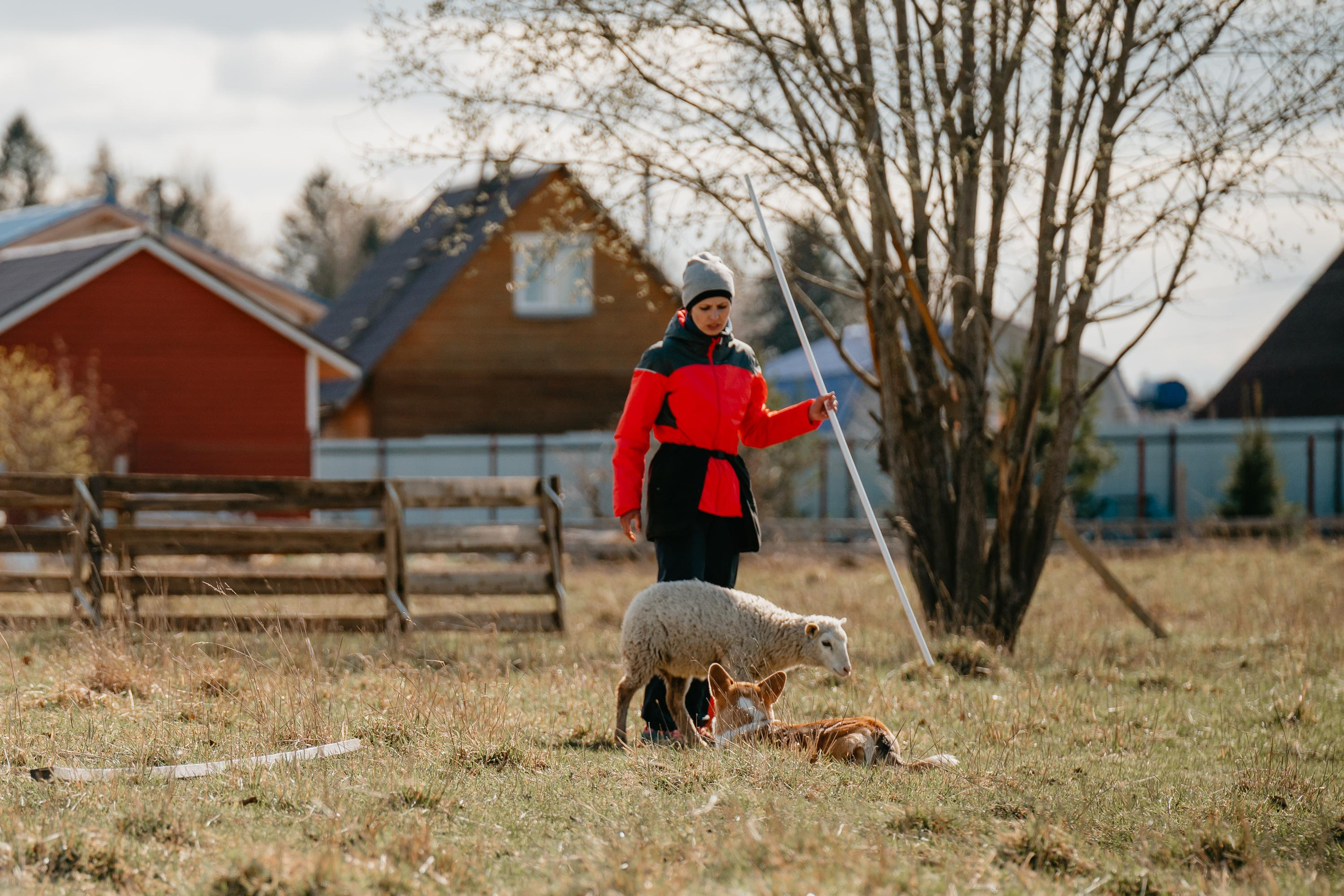 Пастушья служба. Фотограф анималист Осипчикова Мария
