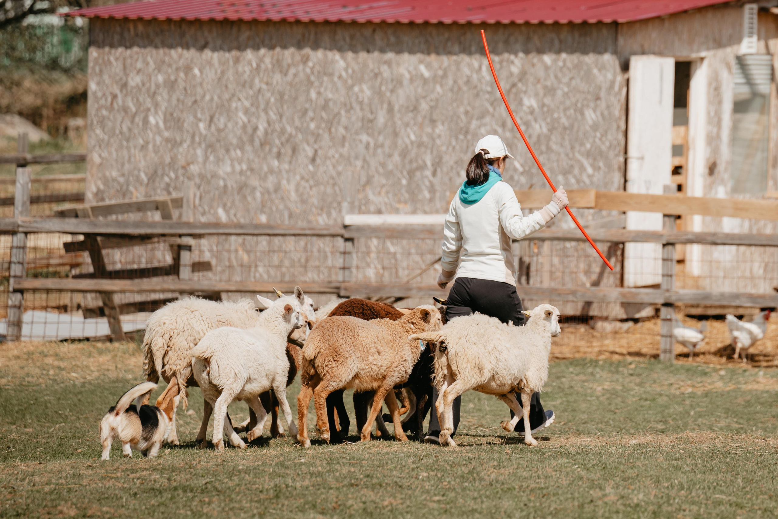Пастушья служба. Фотограф анималист Осипчикова Мария