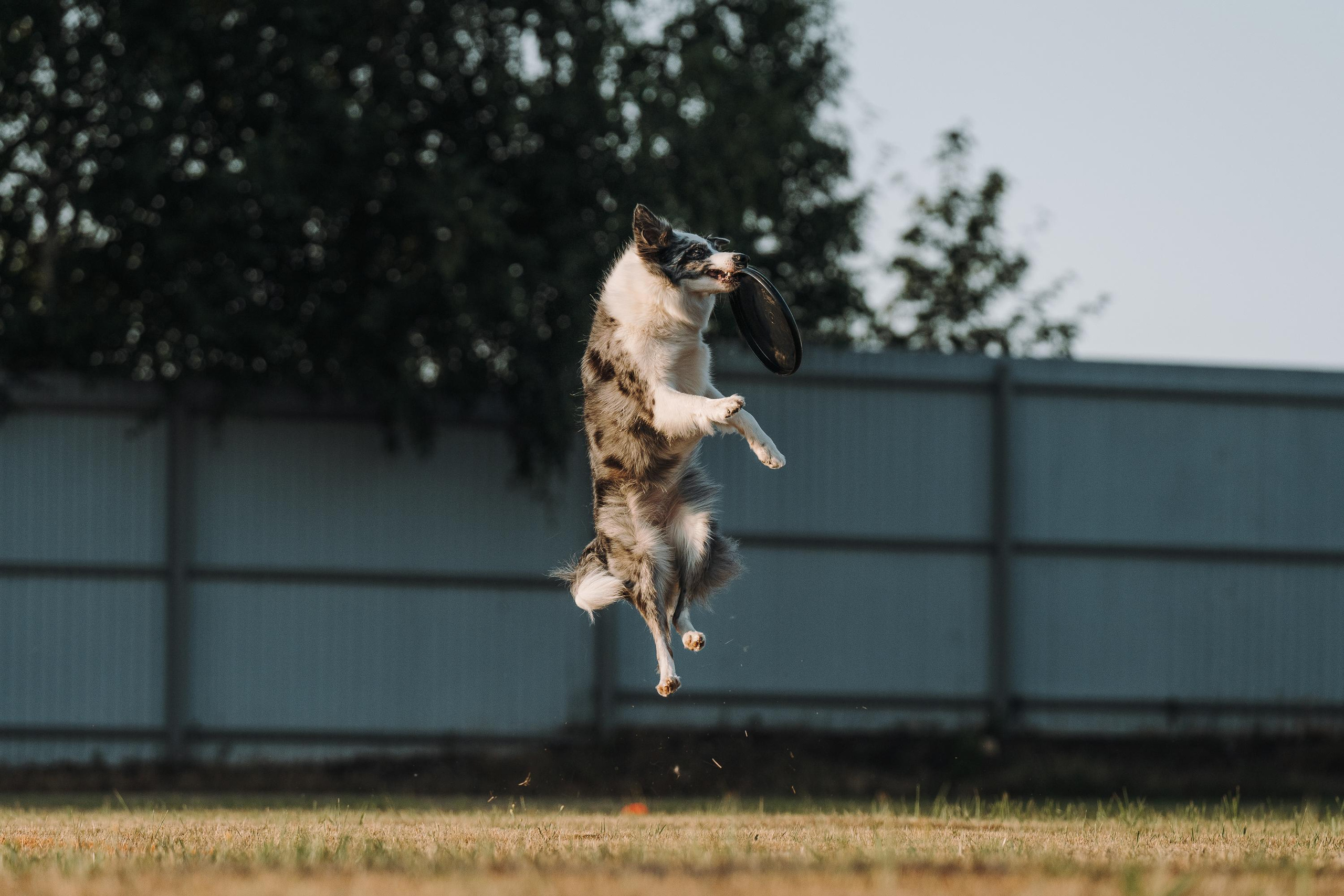 Фрисби игры UpDog. Фотограф анималист Осипчикова Мария