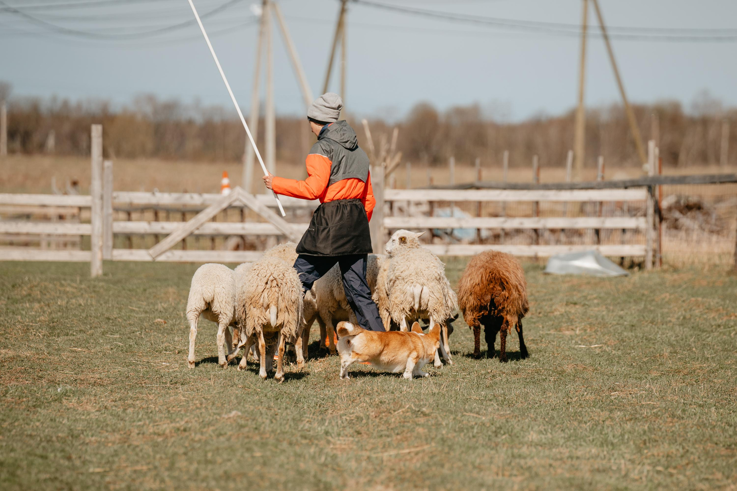 Пастушья служба. Фотограф анималист Осипчикова Мария
