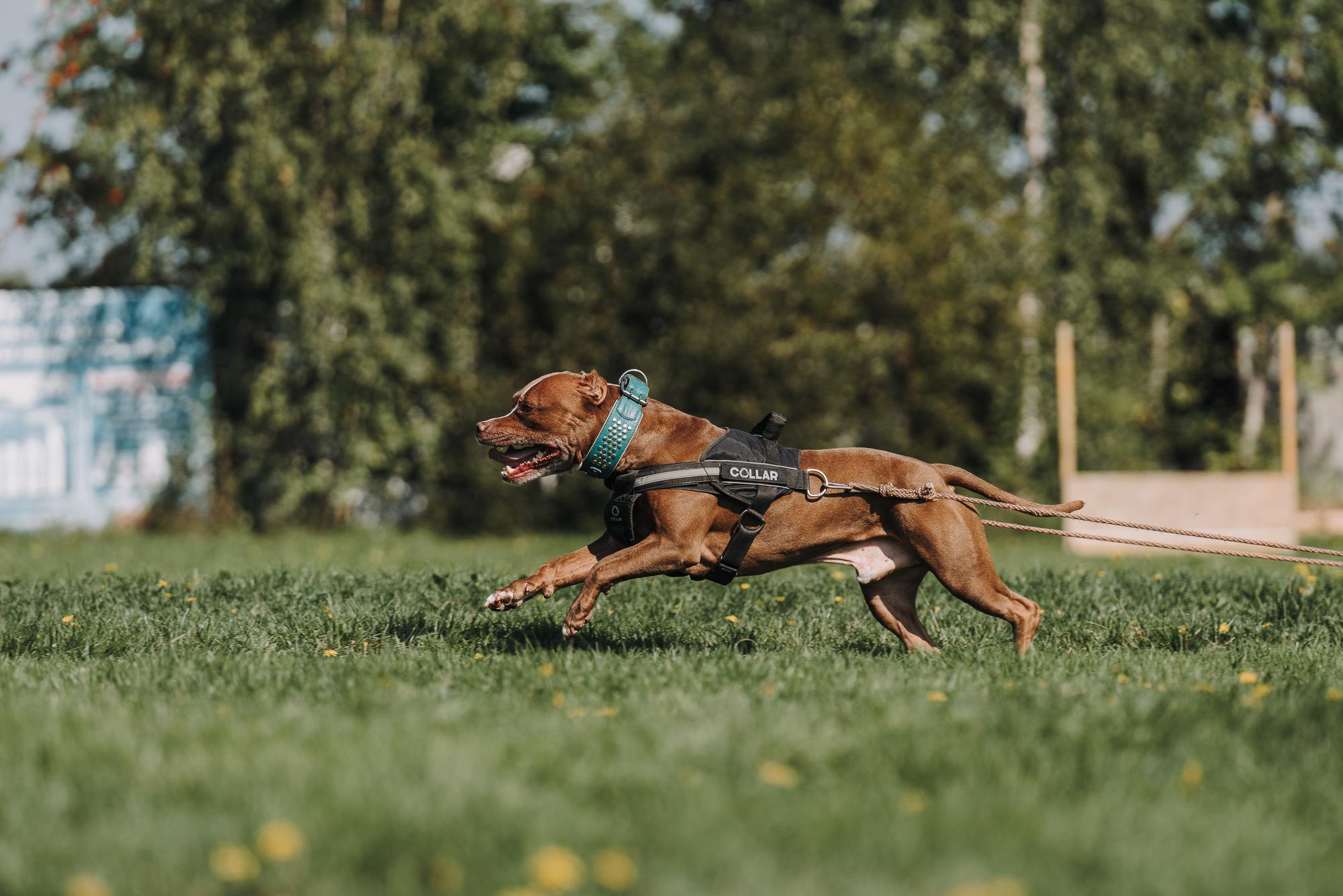 День пита и стаффа. Фотограф анималист Осипчикова Мария
