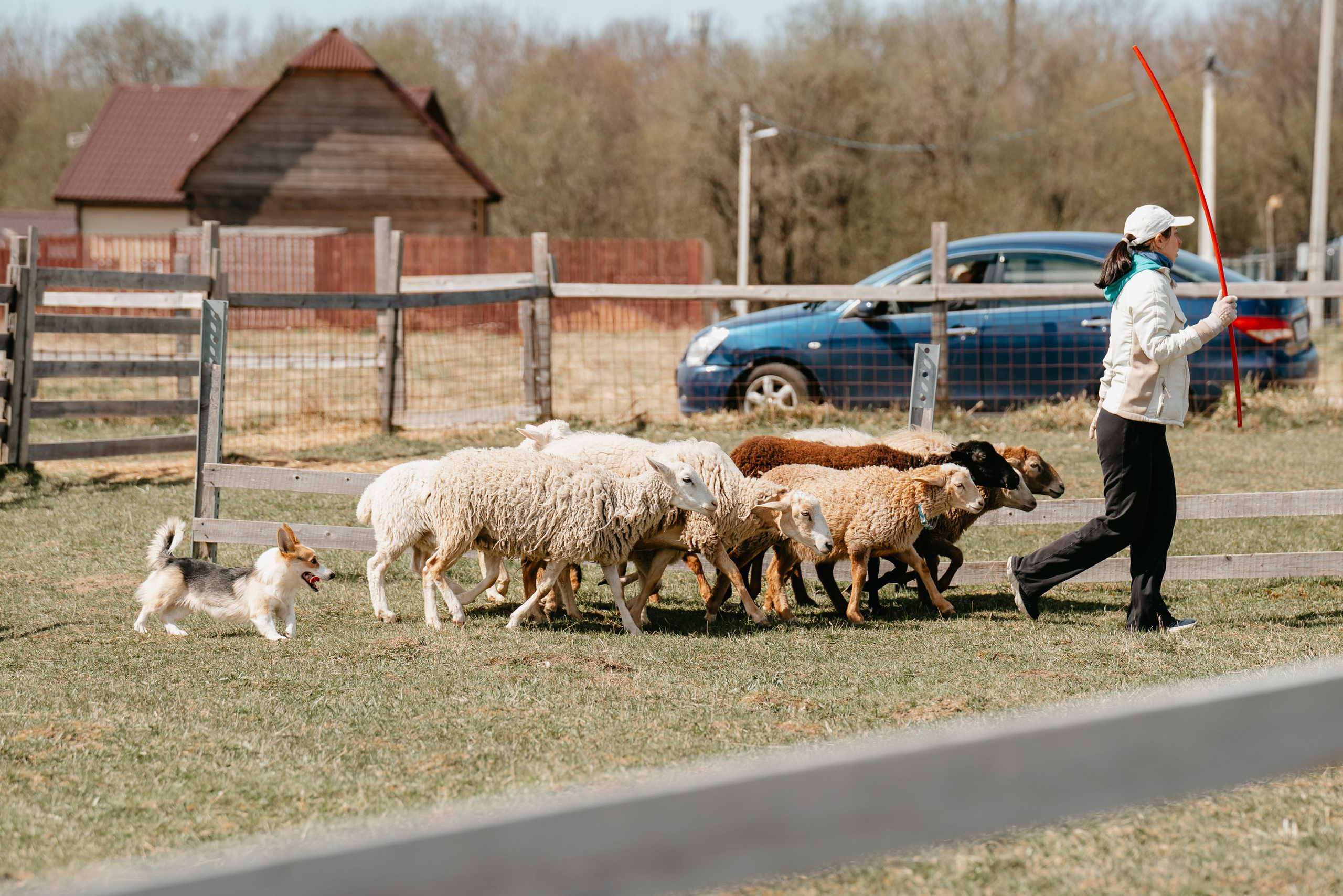 Пастушья служба. Фотограф анималист Осипчикова Мария