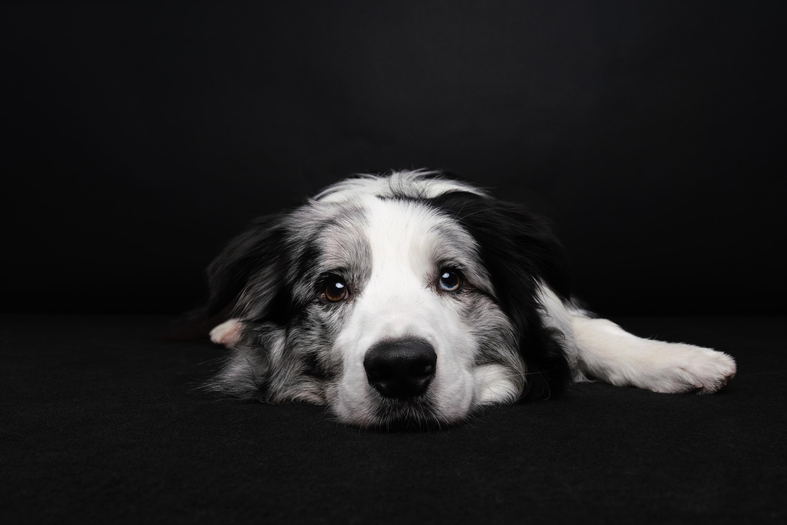 Аня и Гуччи. Фотограф анималист Осипчикова Мария