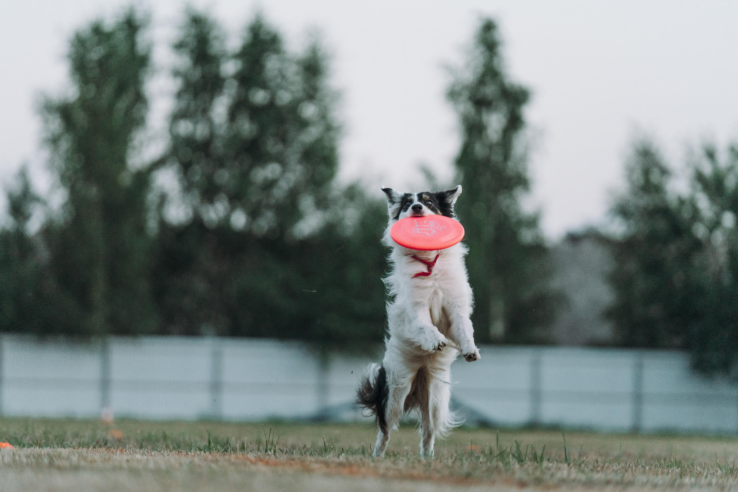 Фрисби игры UpDog. Фотограф анималист Осипчикова Мария