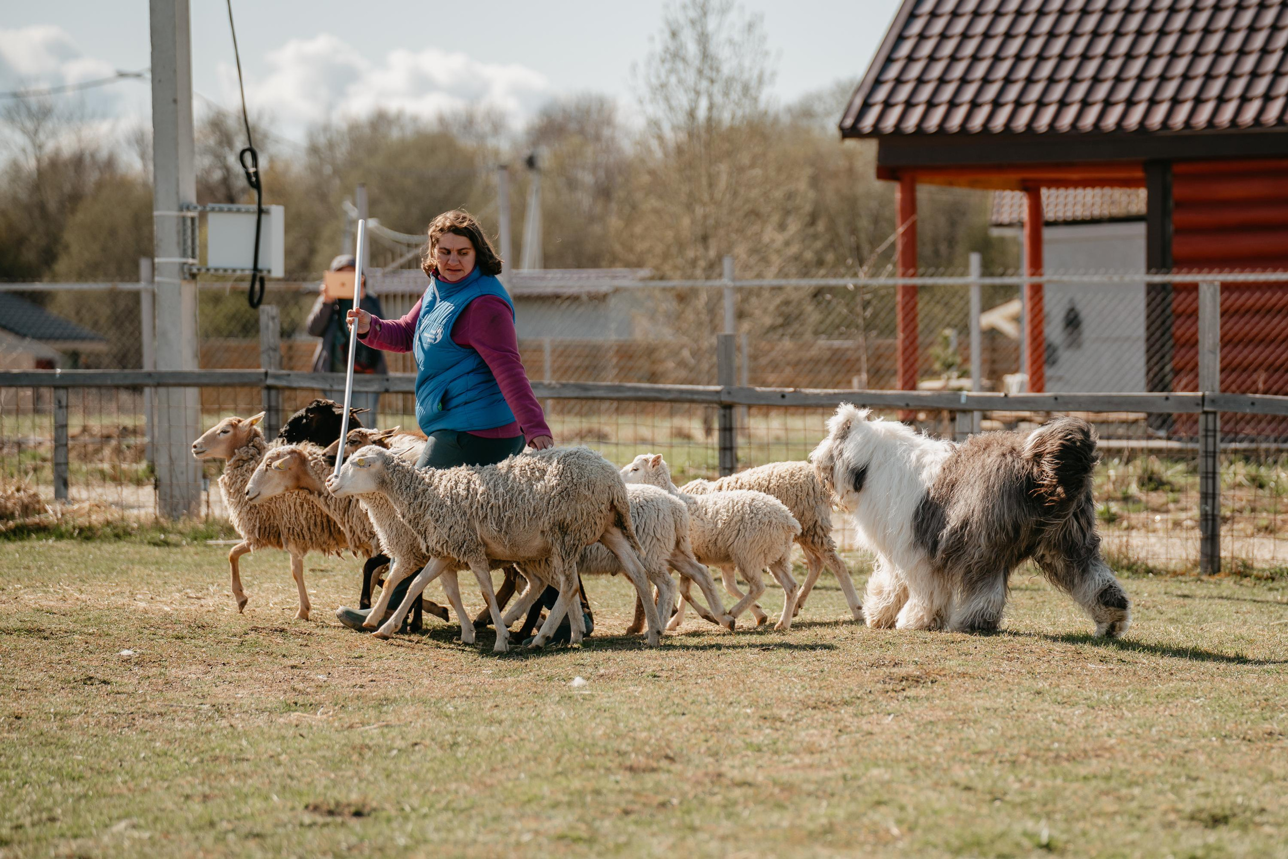 Пастушья служба. Фотограф анималист Осипчикова Мария