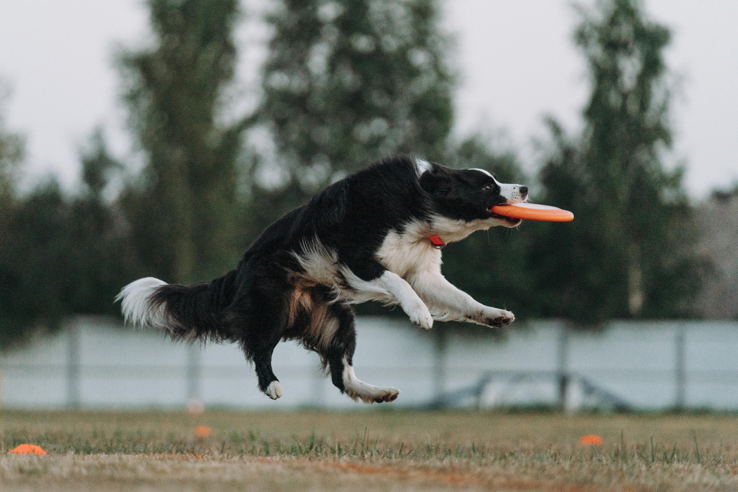 Фрисби игры UpDog. Фотограф анималист Осипчикова Мария