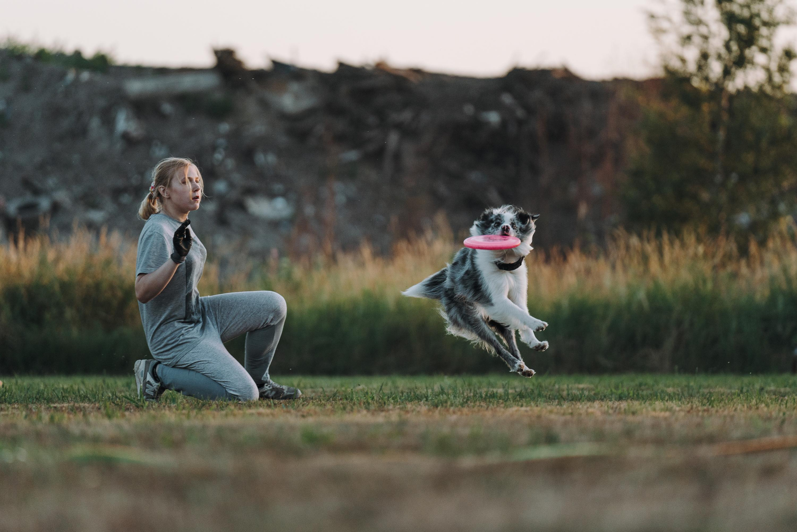 Фрисби игры UpDog. Фотограф анималист Осипчикова Мария