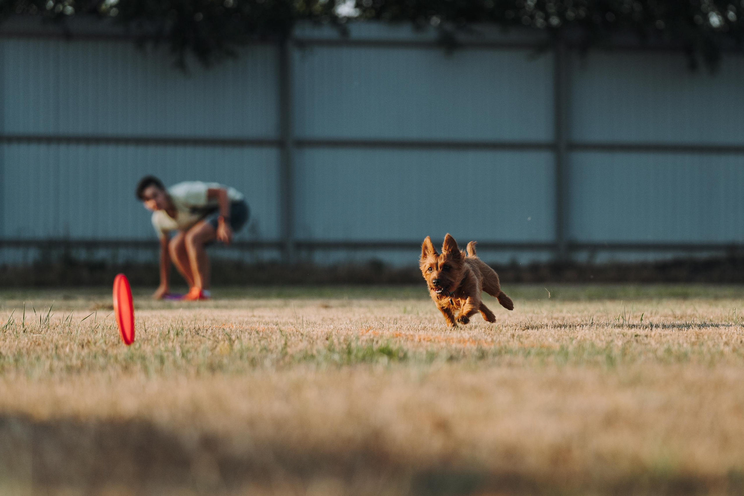 Фрисби игры UpDog. Фотограф анималист Осипчикова Мария