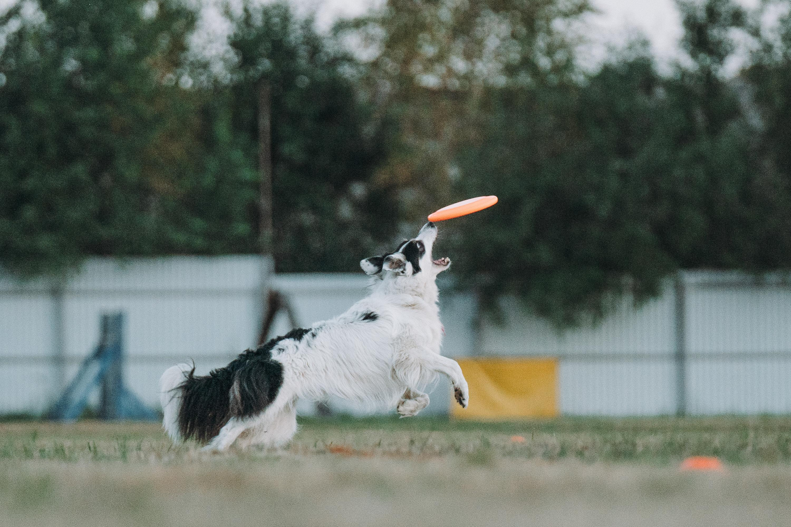 Фрисби игры UpDog. Фотограф анималист Осипчикова Мария