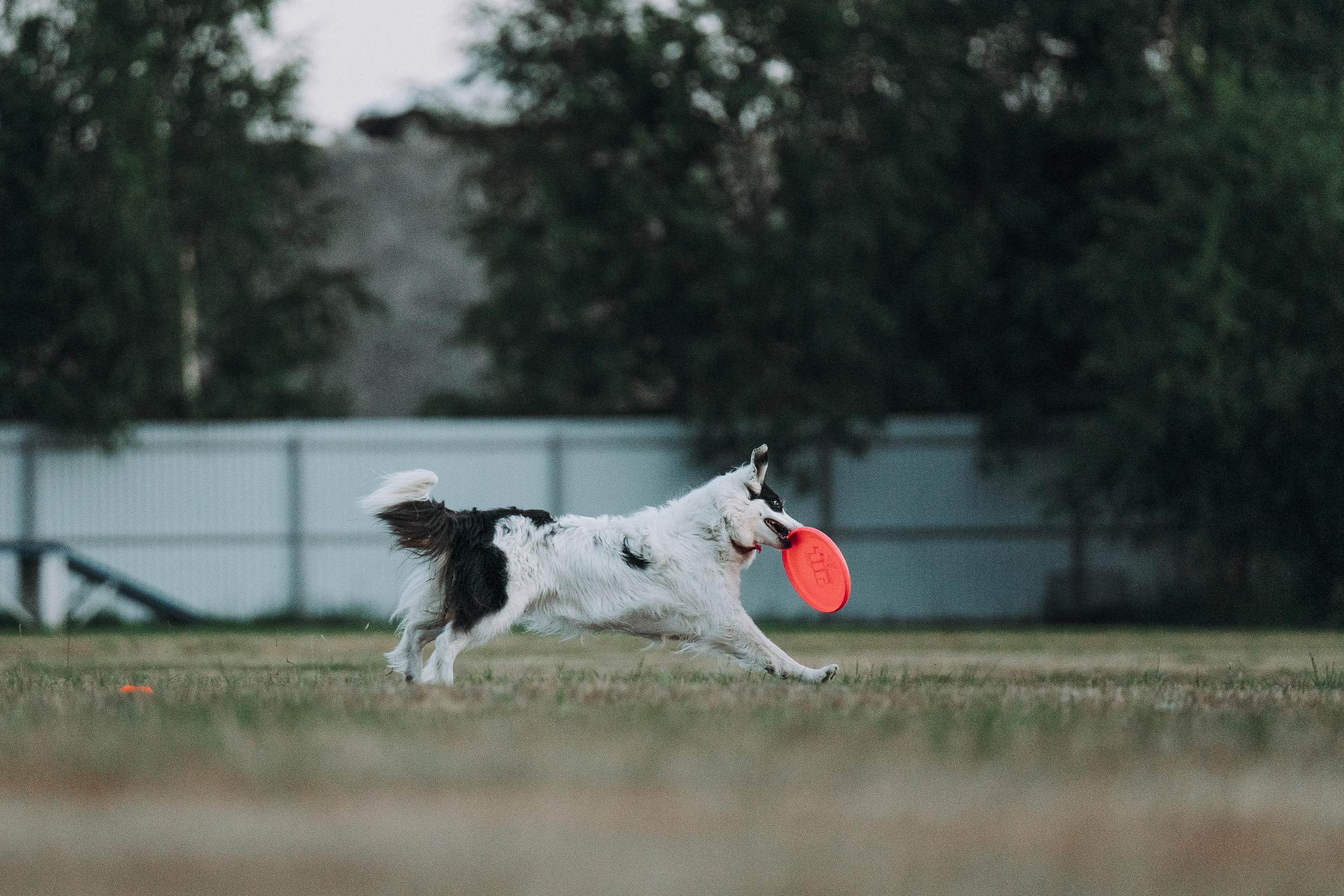 Фрисби игры UpDog. Фотограф анималист Осипчикова Мария
