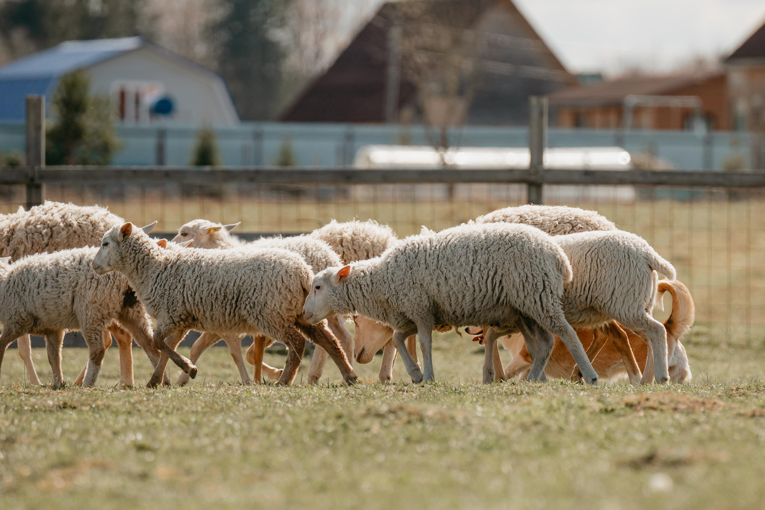 Пастушья служба. Фотограф анималист Осипчикова Мария