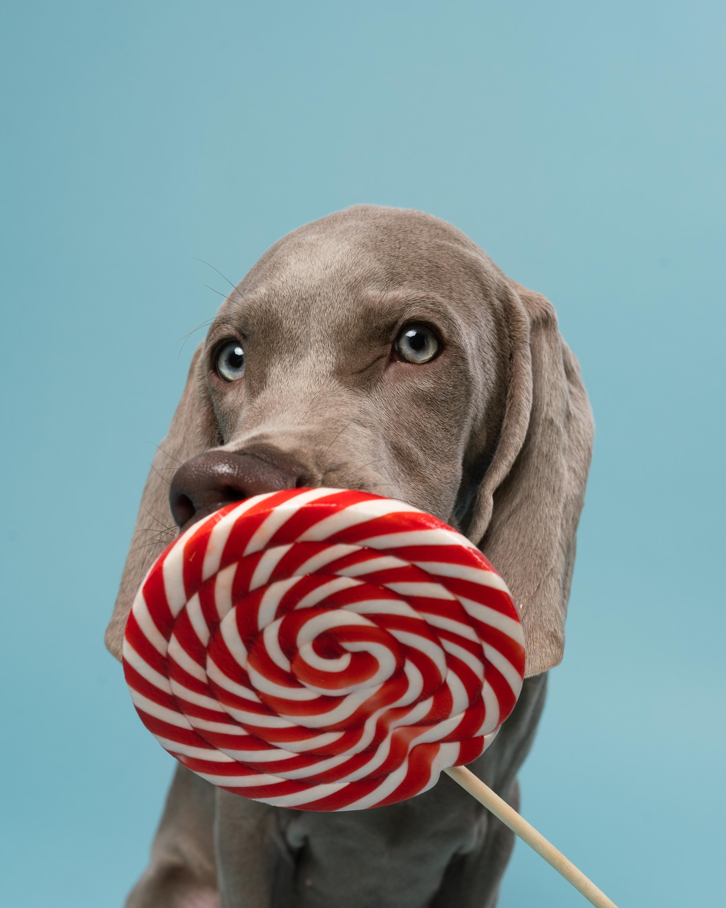 Веймаранер Эспен. Фотограф анималист Осипчикова Мария