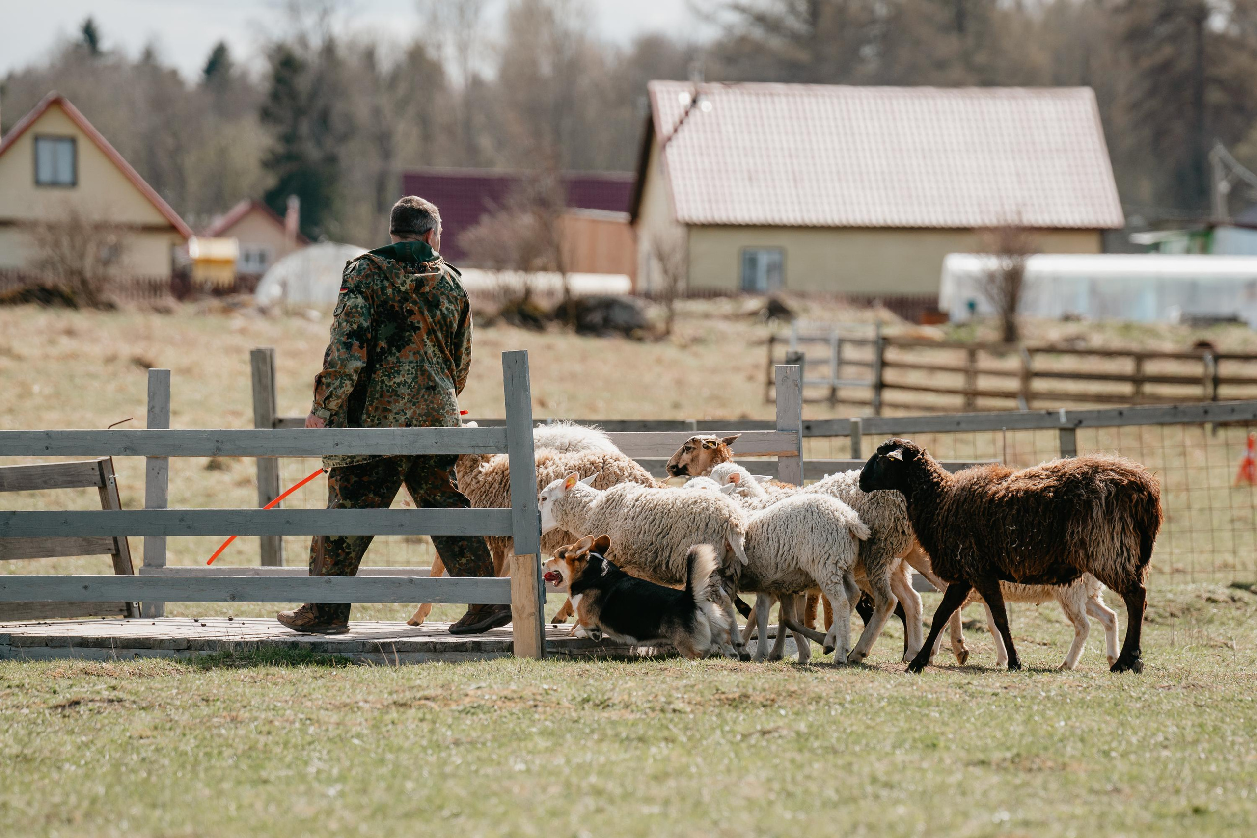 Пастушья служба. Фотограф анималист Осипчикова Мария