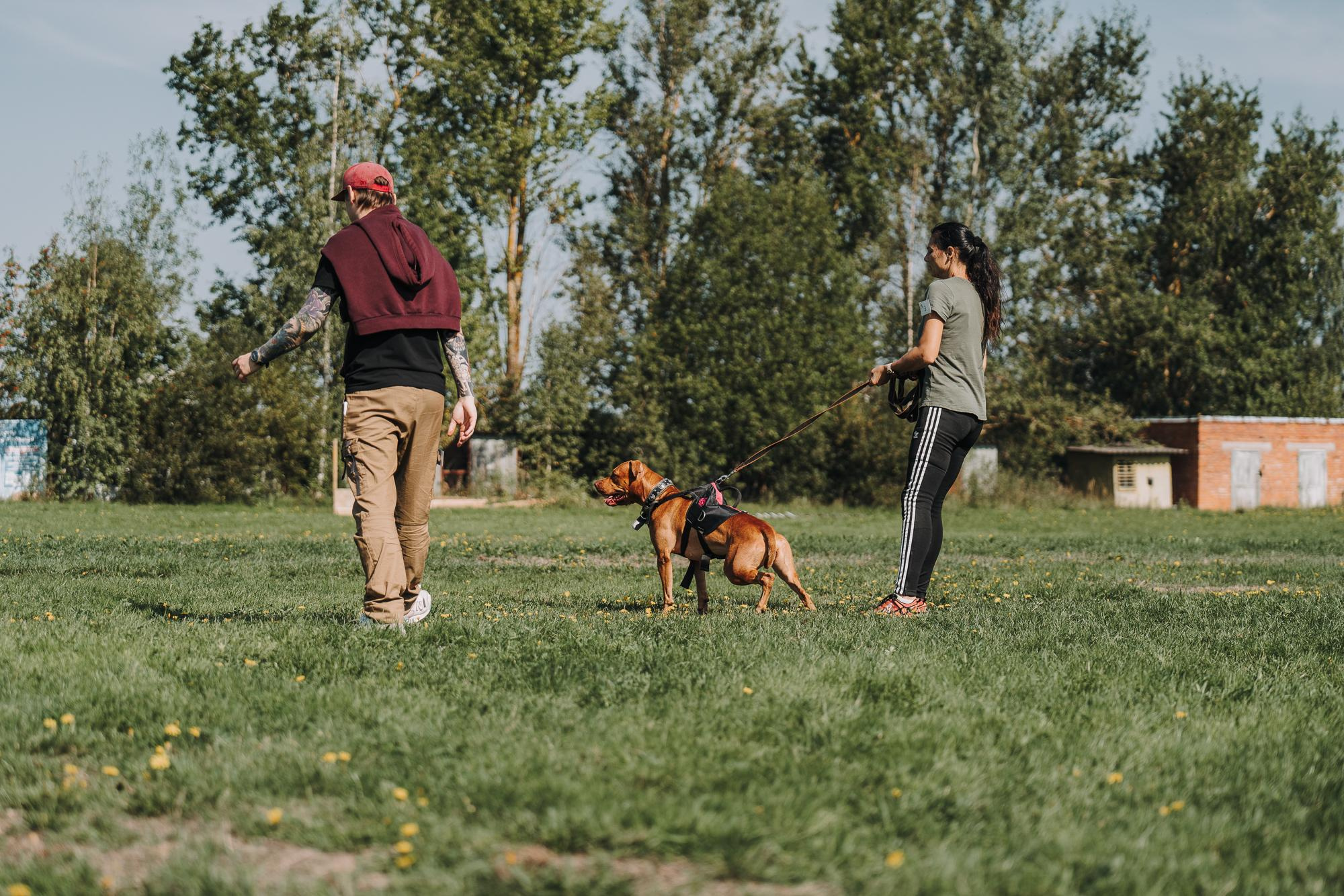 День пита и стаффа. Фотограф анималист Осипчикова Мария