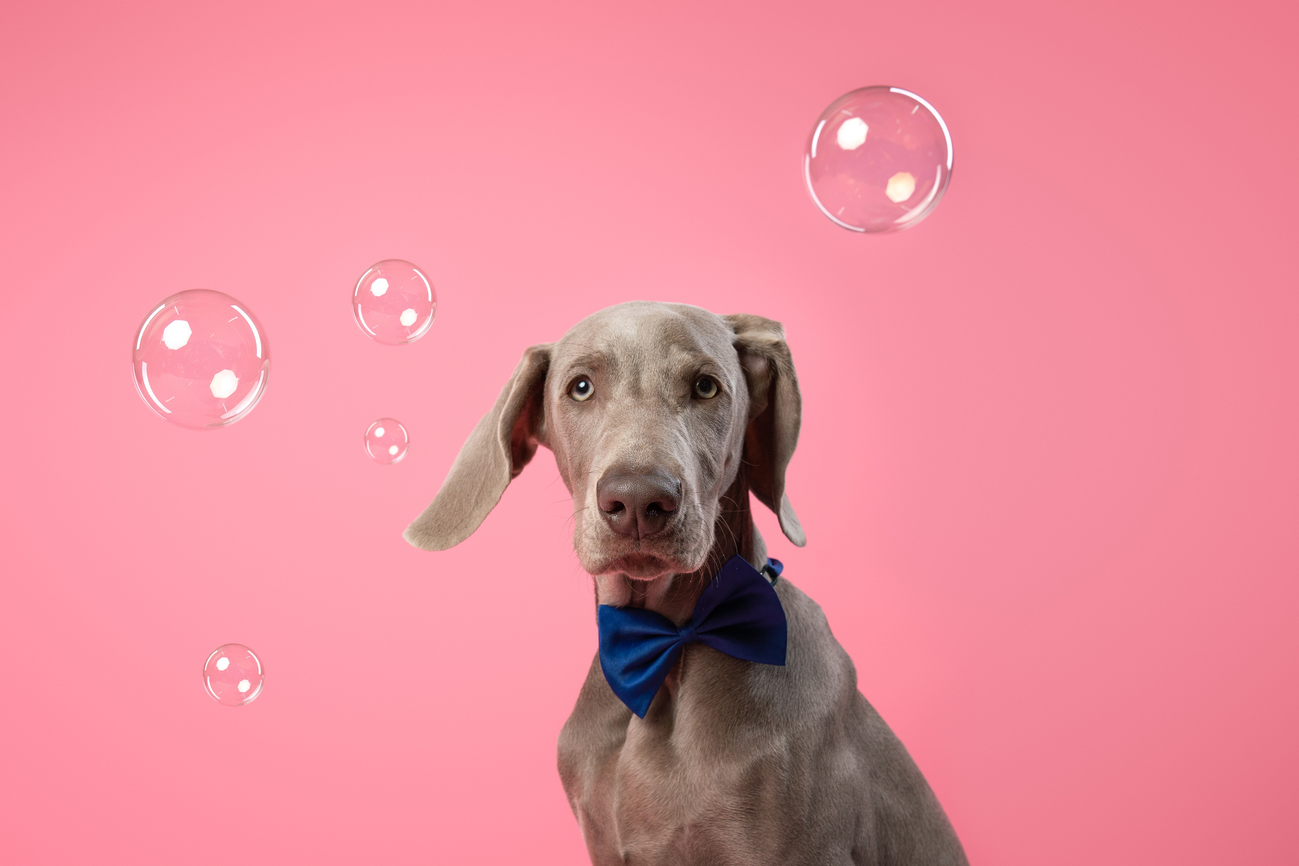 Веймаранер Элай. Фотограф анималист Осипчикова Мария