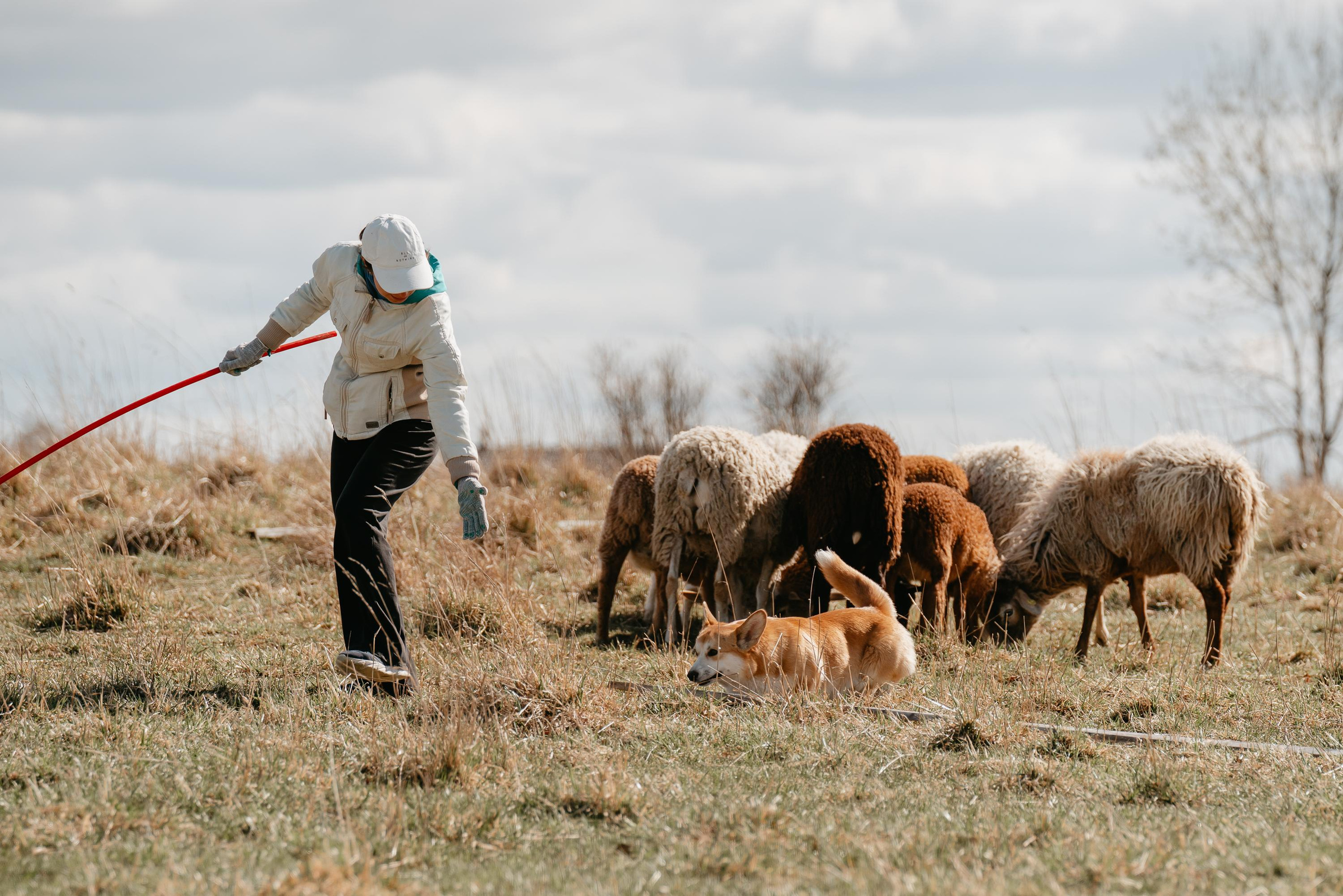 Пастушья служба. Фотограф анималист Осипчикова Мария