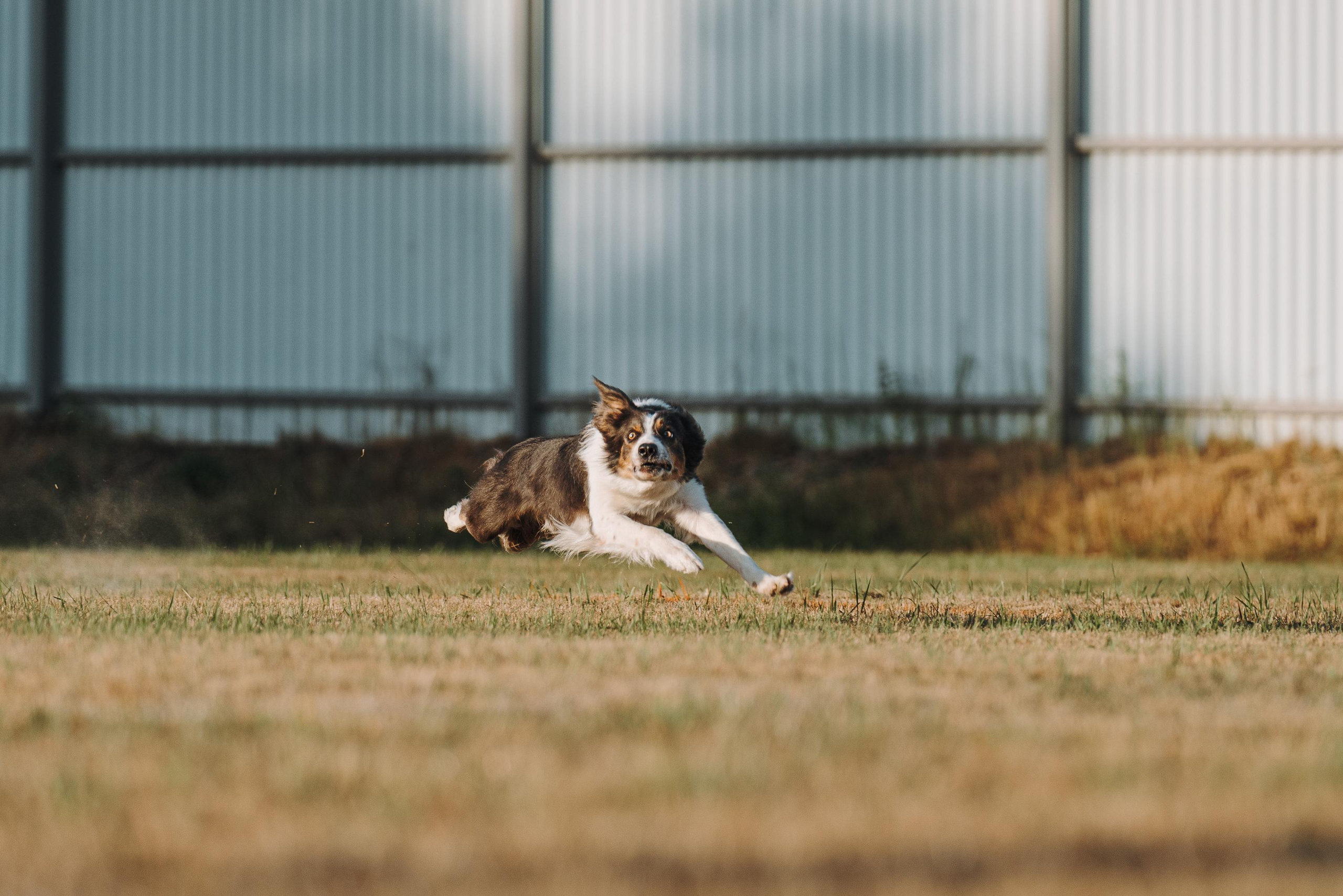 Фрисби игры UpDog. Фотограф анималист Осипчикова Мария