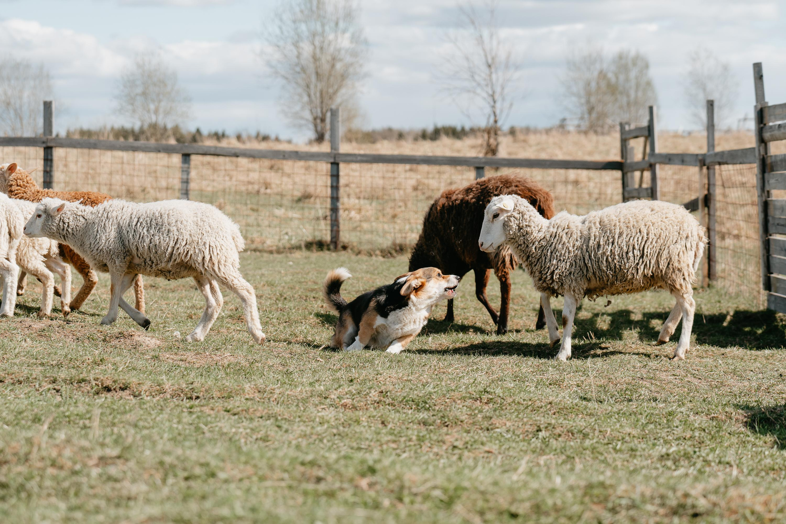 Пастушья служба. Фотограф анималист Осипчикова Мария