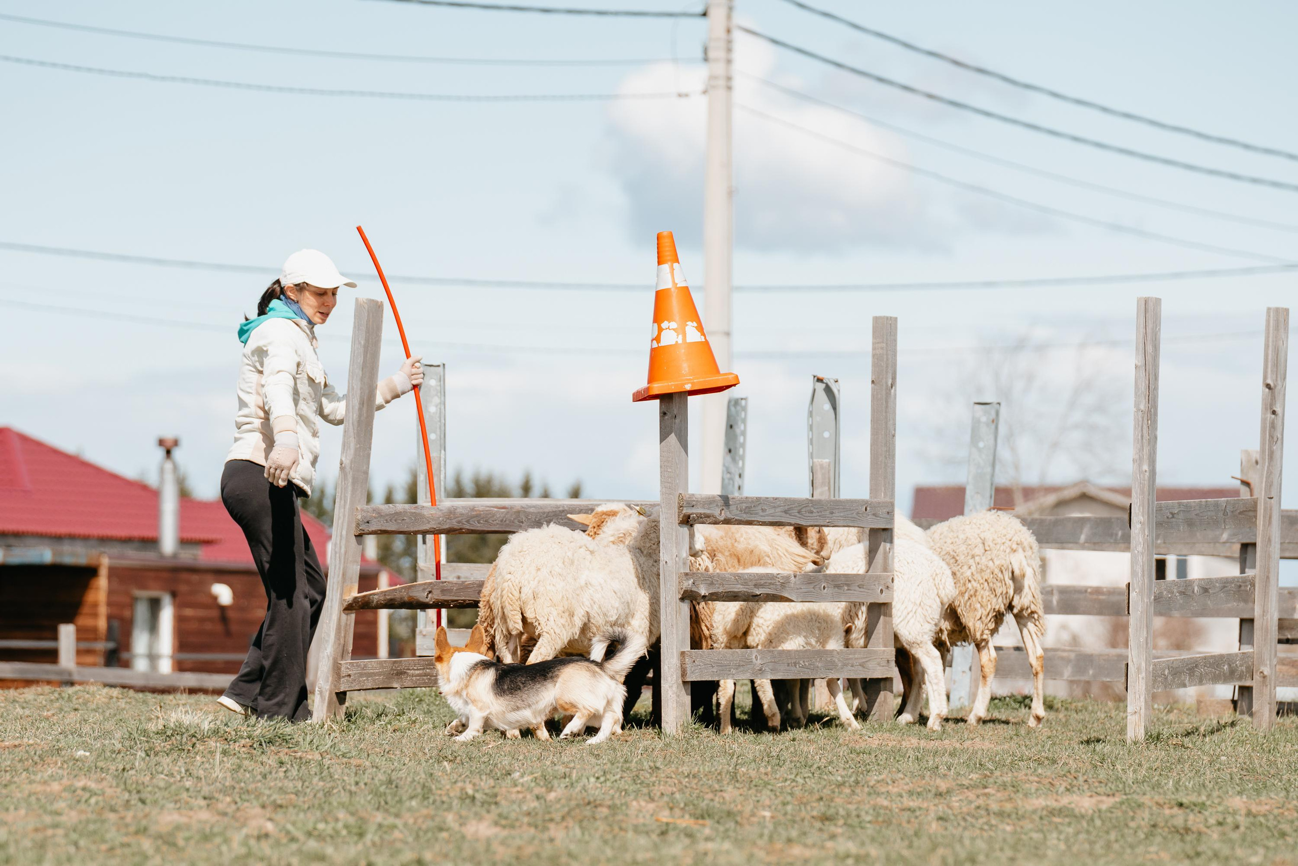 Пастушья служба. Фотограф анималист Осипчикова Мария