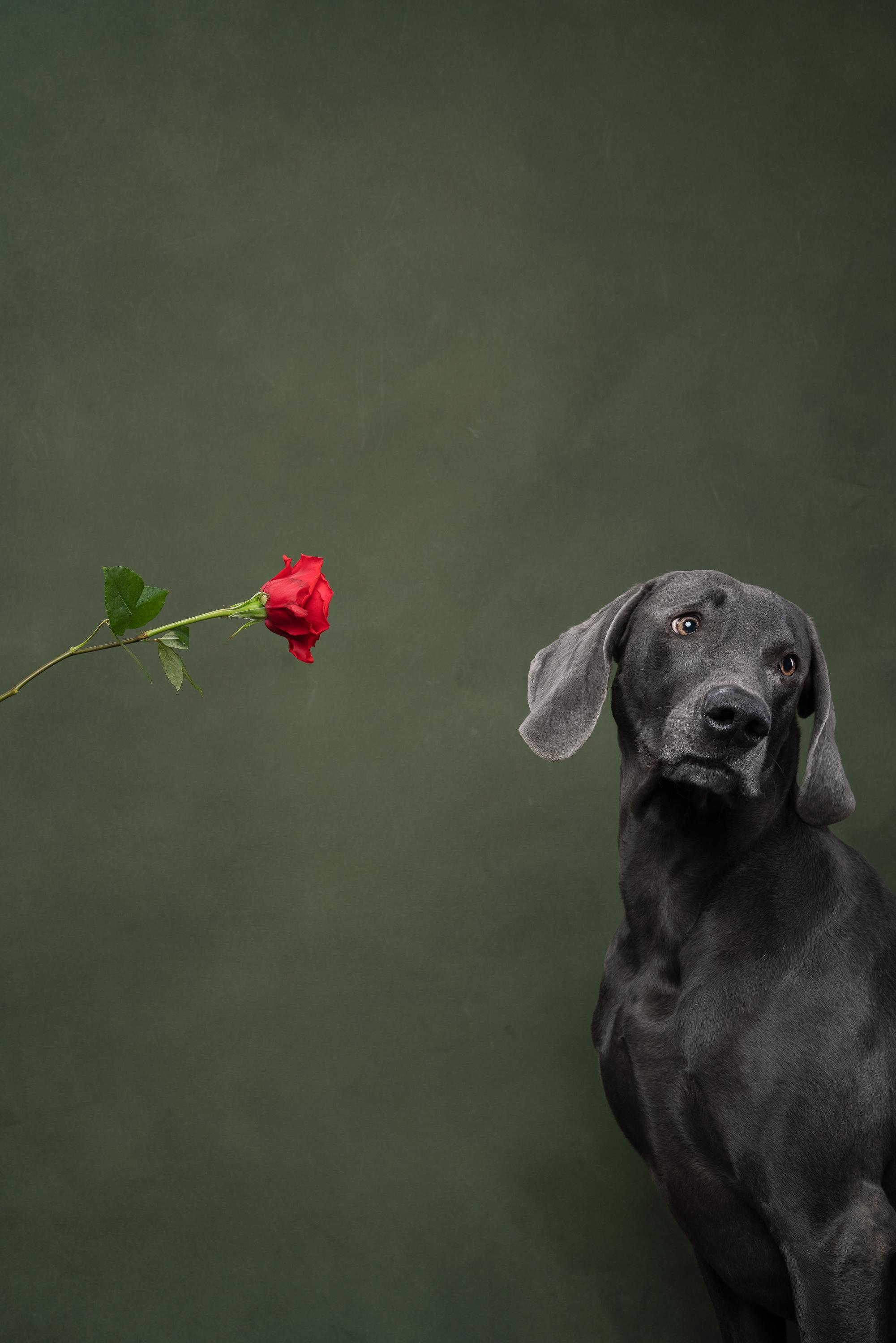 Веймаранер Рон. Фотограф анималист Осипчикова Мария