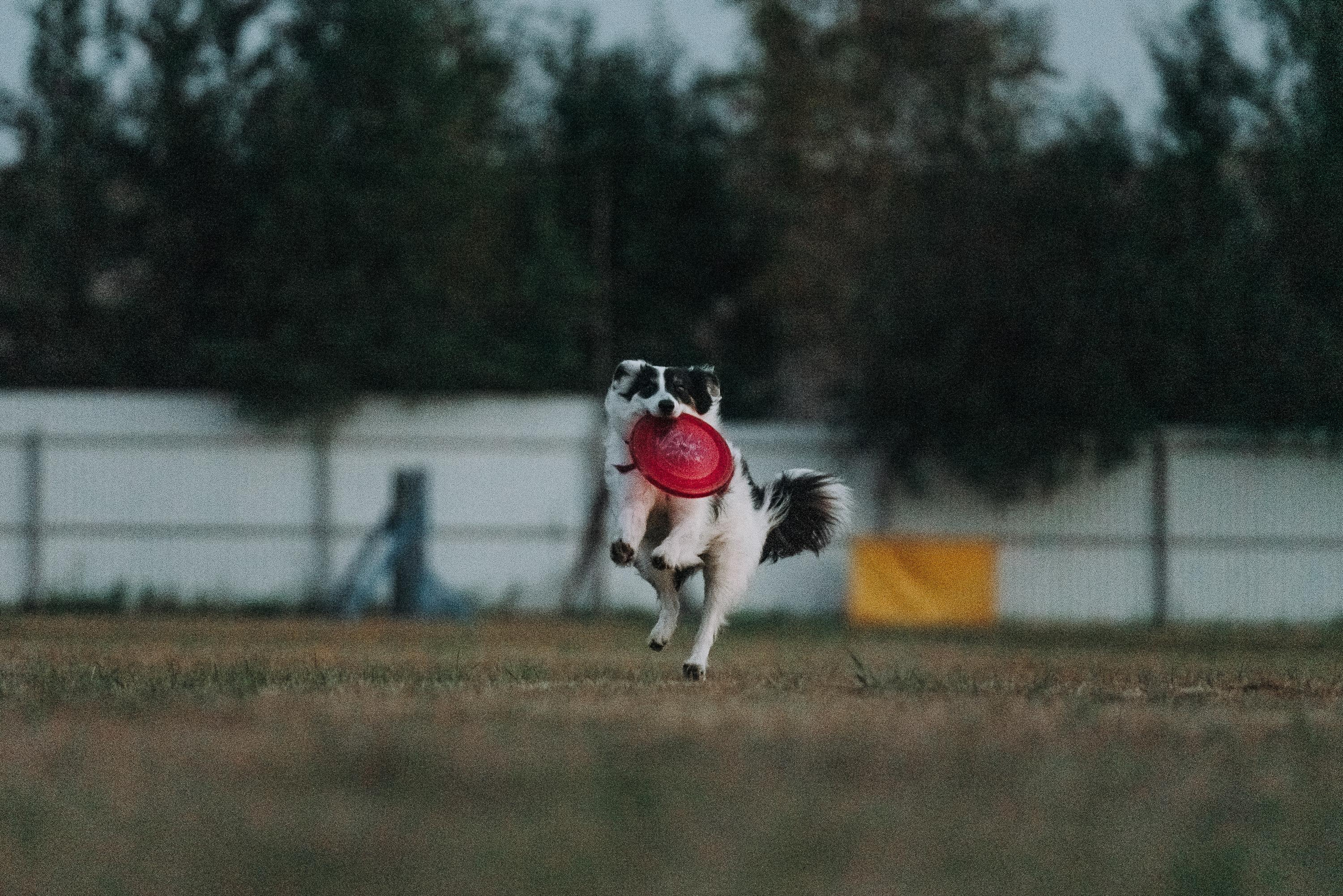 Фрисби игры UpDog. Фотограф анималист Осипчикова Мария