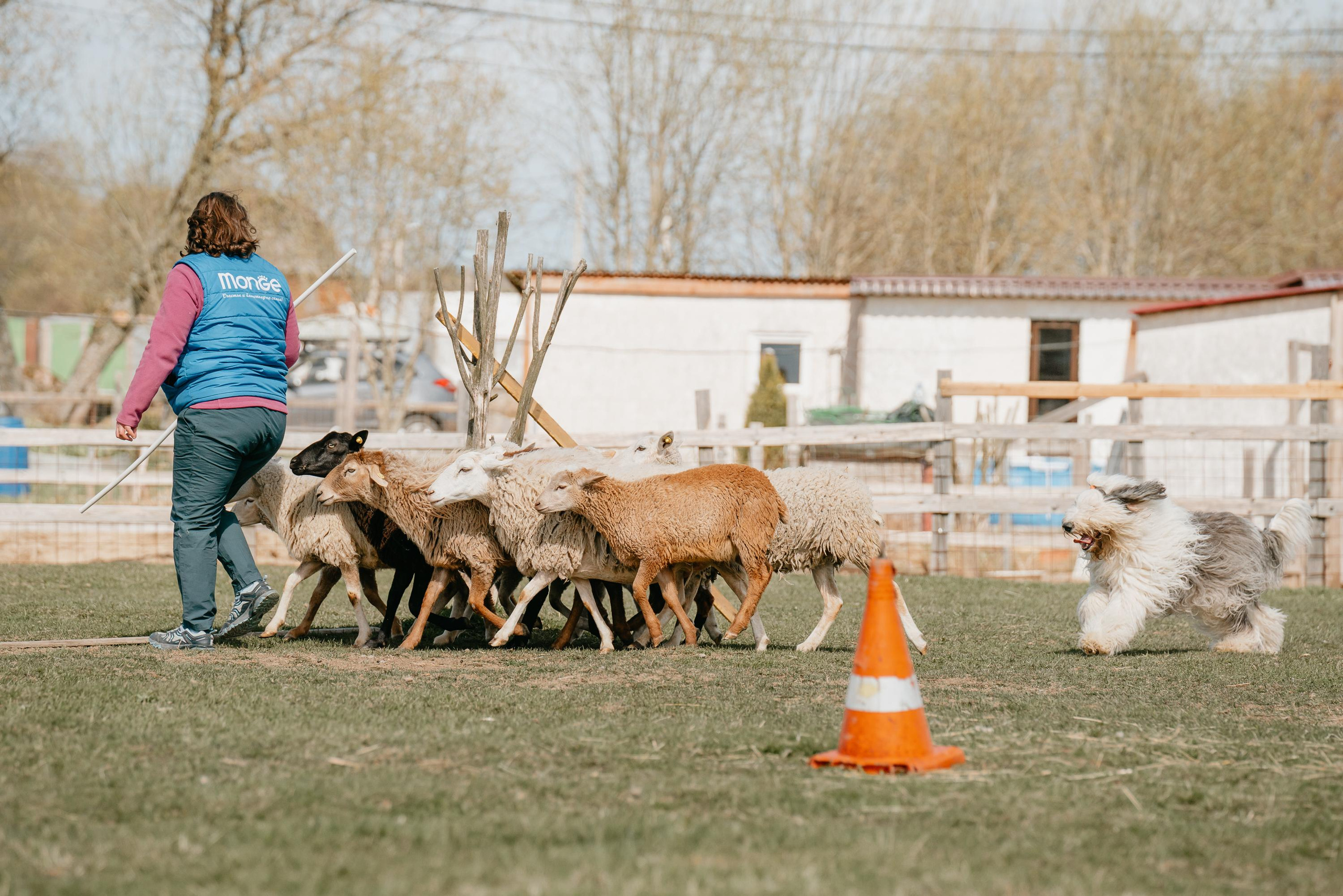 Пастушья служба. Фотограф анималист Осипчикова Мария
