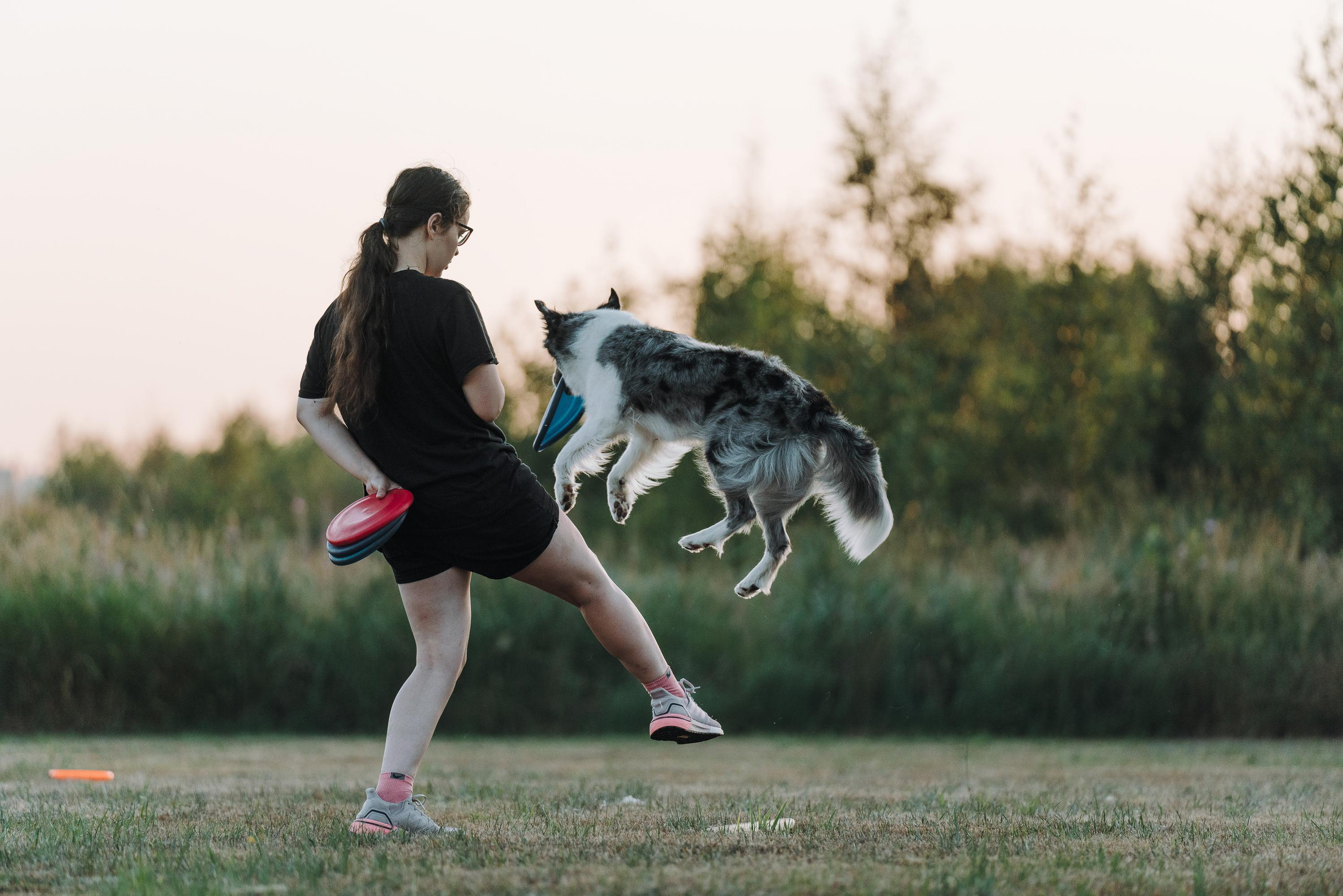 Фрисби игры UpDog. Фотограф анималист Осипчикова Мария