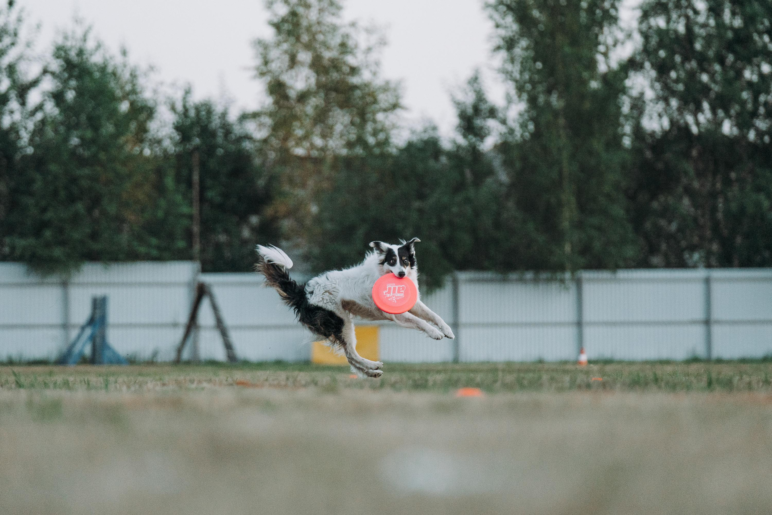 Фрисби игры UpDog. Фотограф анималист Осипчикова Мария