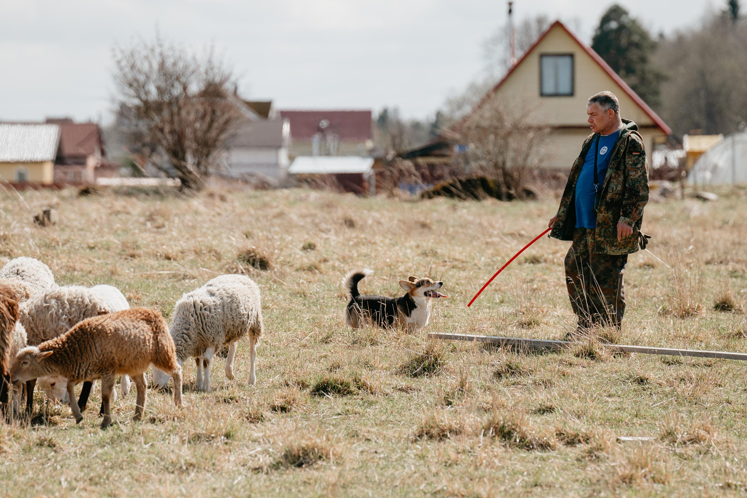 Пастушья служба. Фотограф анималист Осипчикова Мария