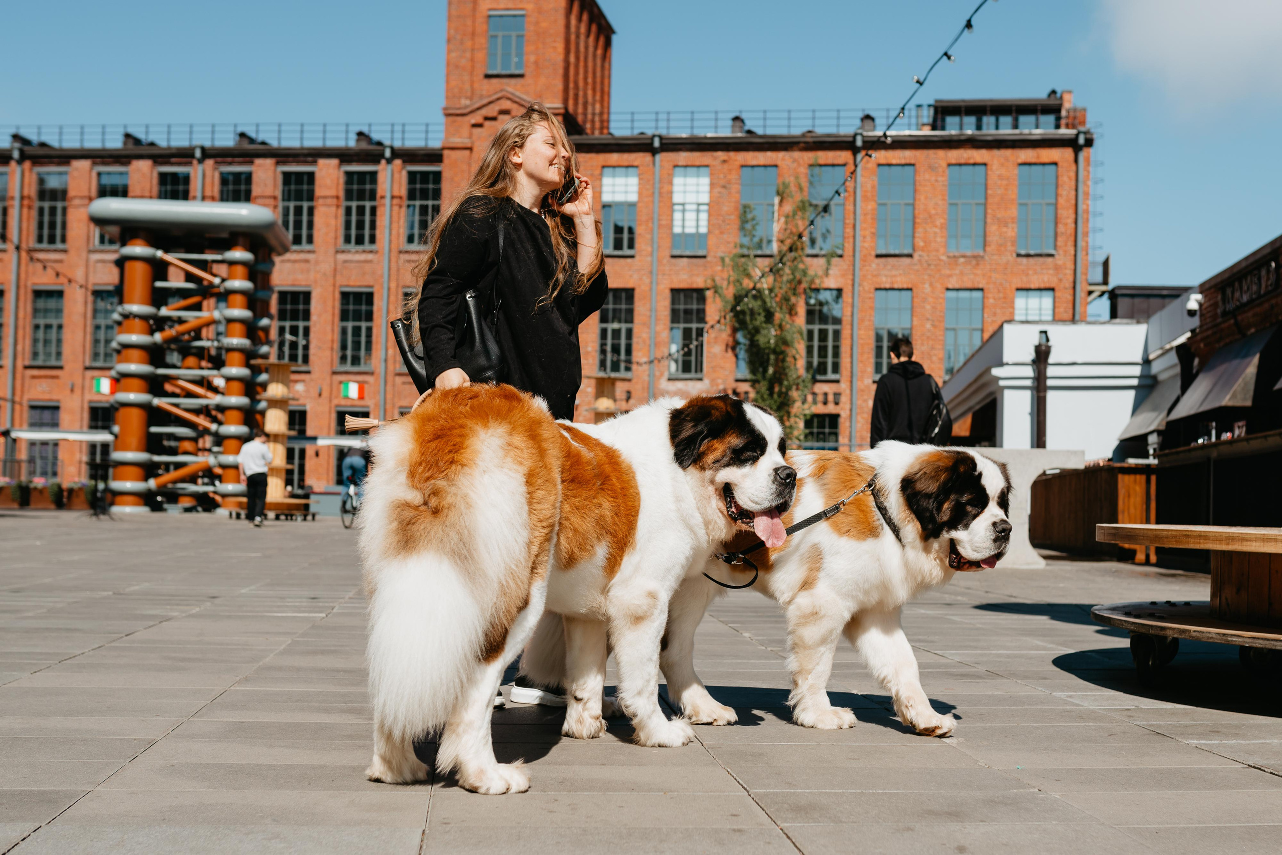 Оля, Молли и Эмми. Фотограф анималист Осипчикова Мария