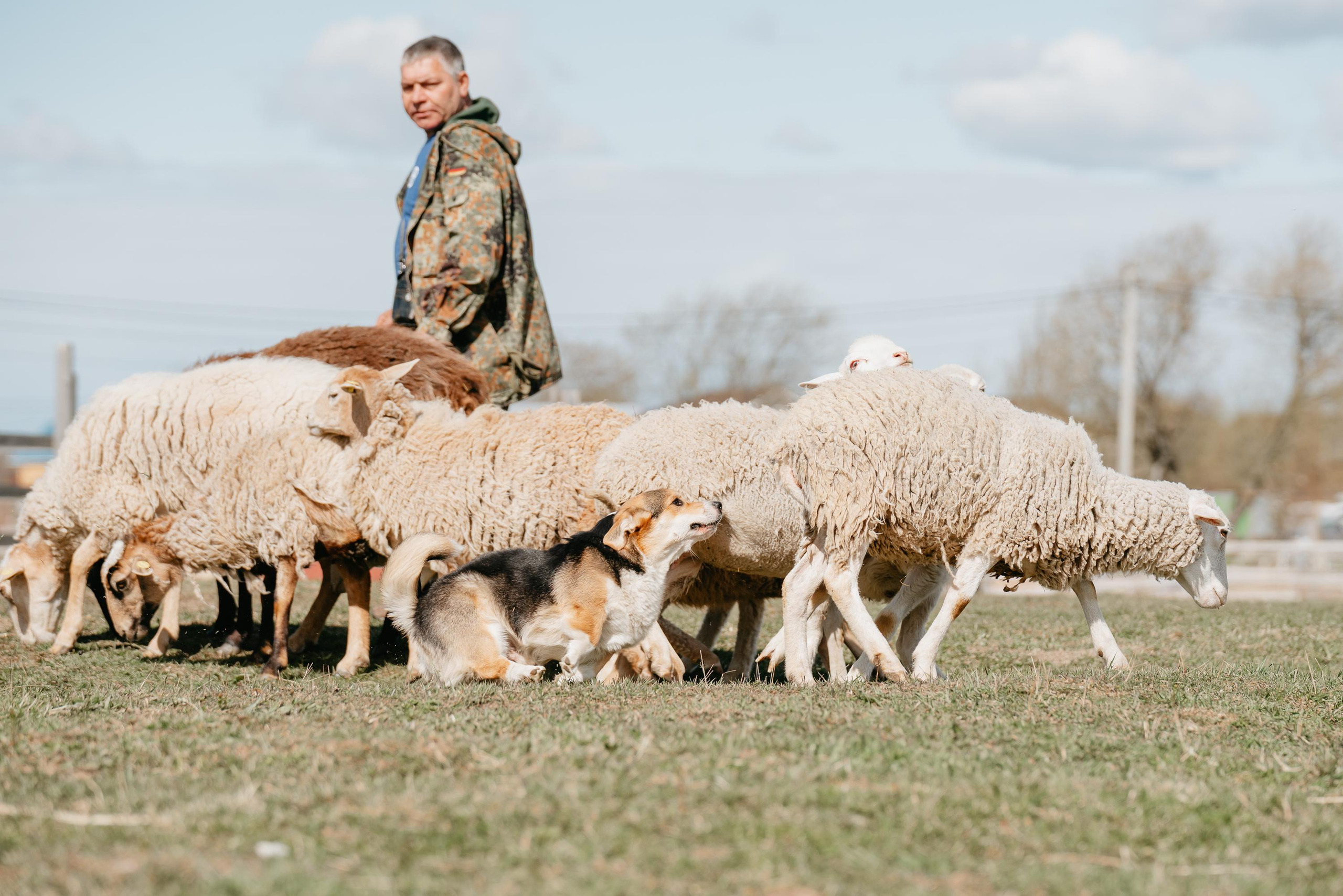 Пастушья служба. Фотограф анималист Осипчикова Мария