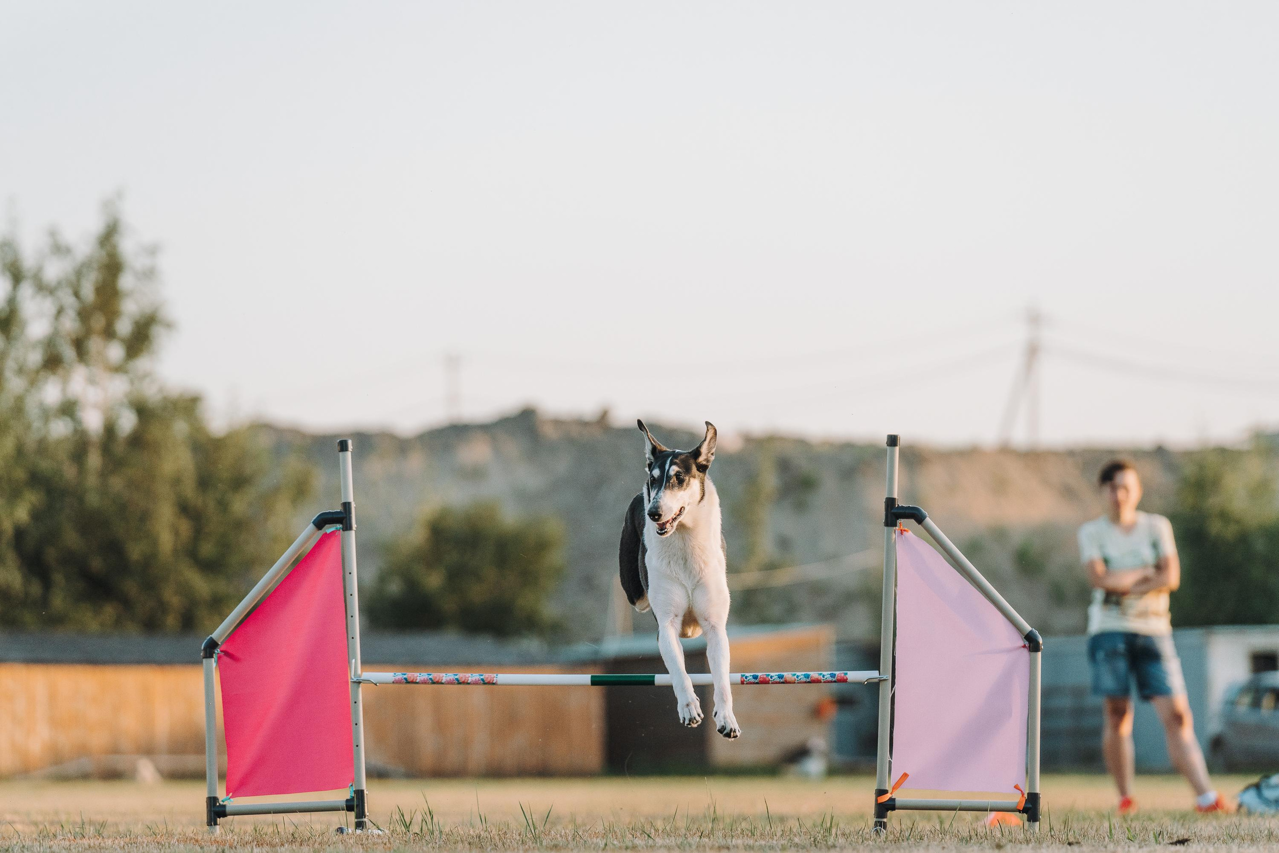 Фрисби игры UpDog. Фотограф анималист Осипчикова Мария