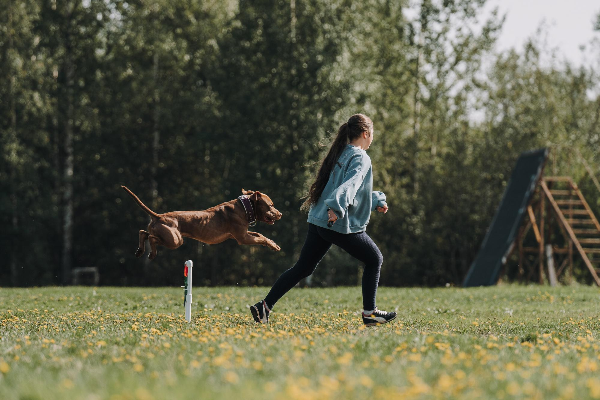 День пита и стаффа. Фотограф анималист Осипчикова Мария