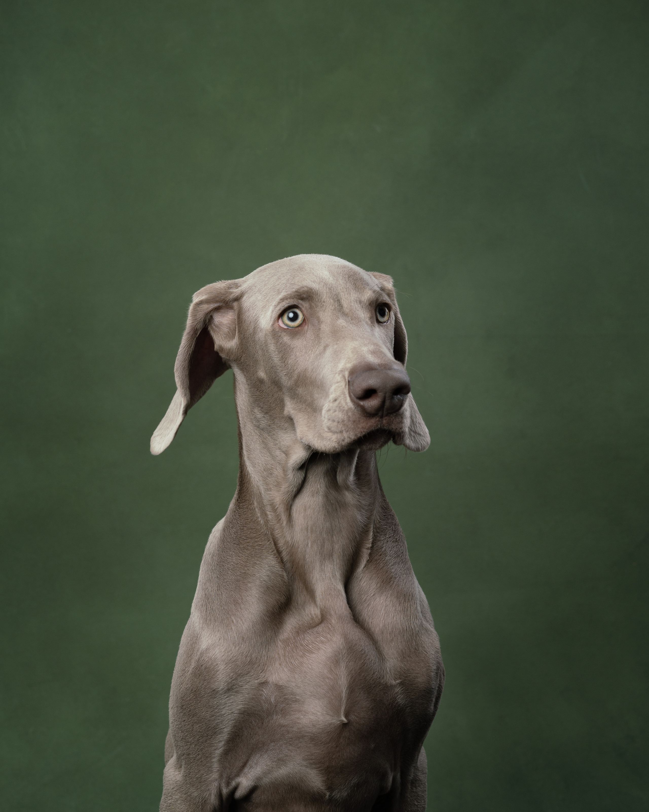 Веймаранер Элай. Фотограф анималист Осипчикова Мария