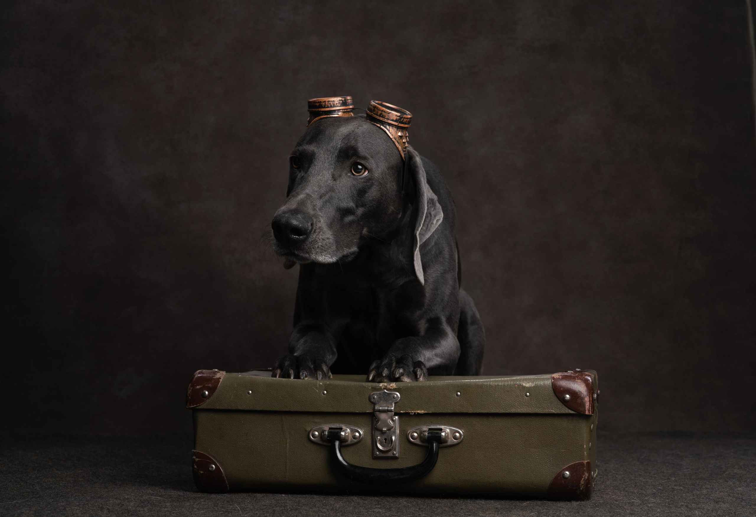 Веймаранер Рон. Фотограф анималист Осипчикова Мария