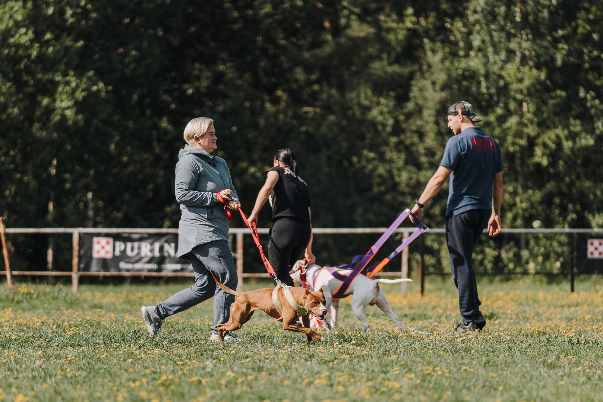 День пита и стаффа. Фотограф анималист Осипчикова Мария