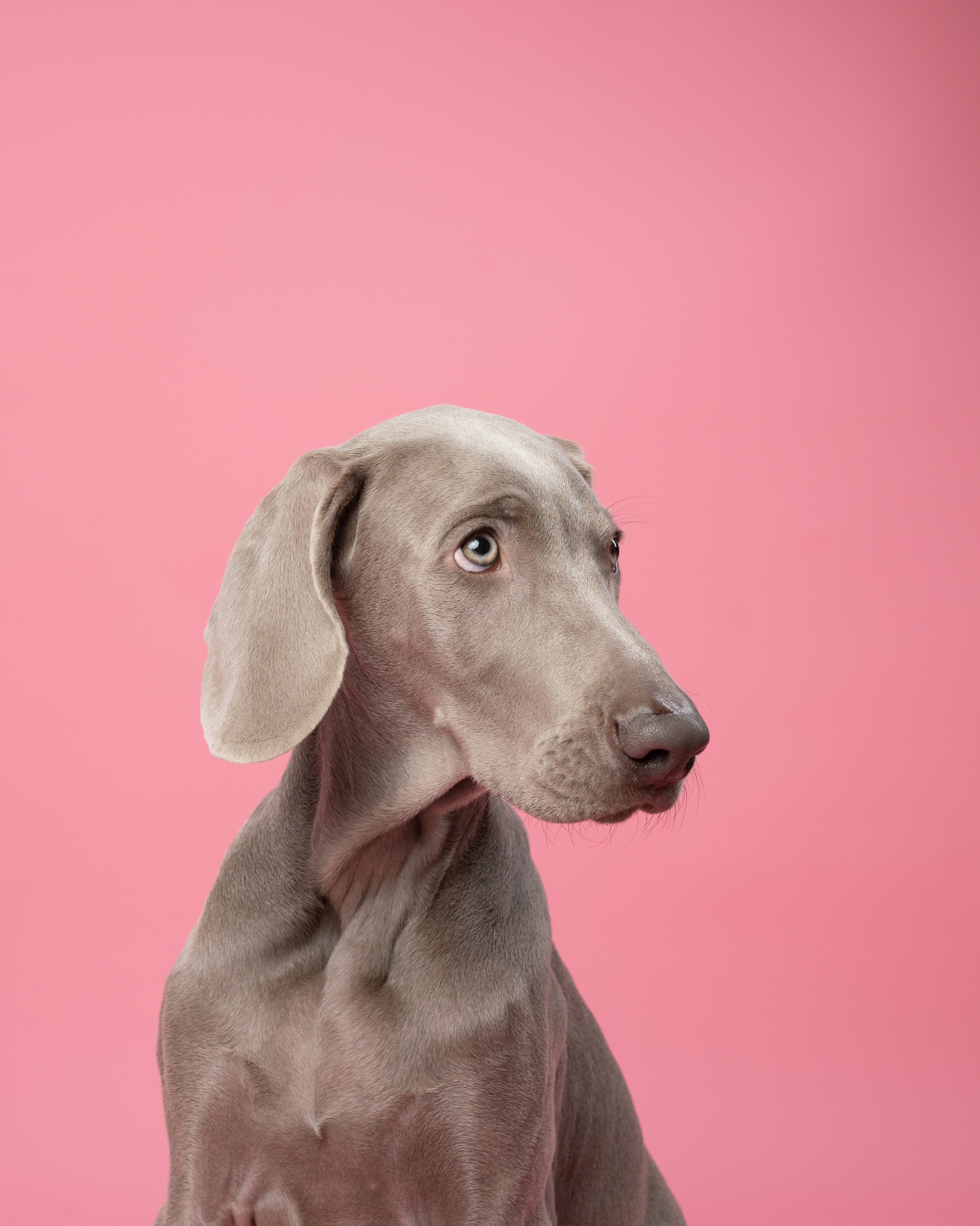 Веймаранер Элай. Фотограф анималист Осипчикова Мария