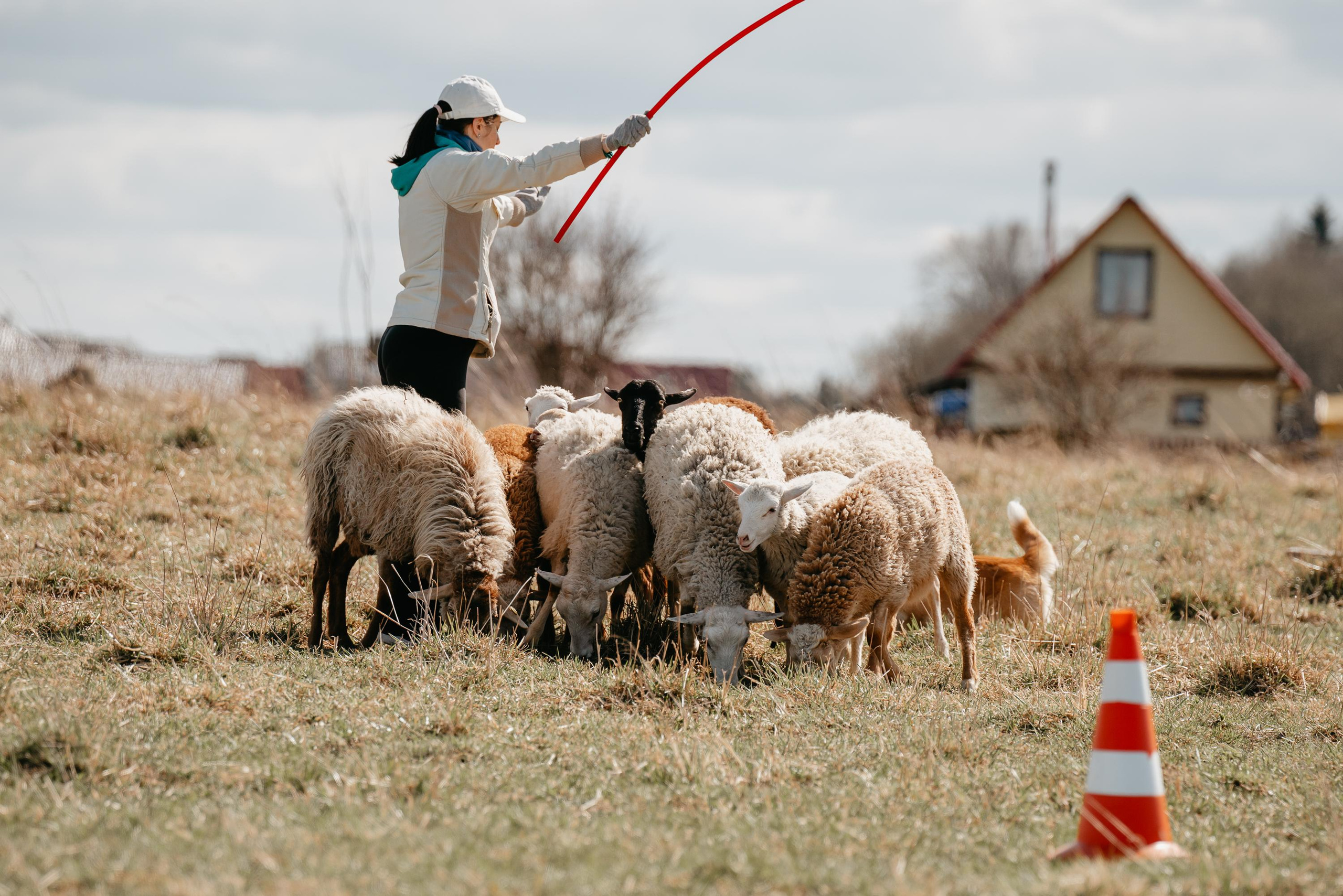 Пастушья служба. Фотограф анималист Осипчикова Мария