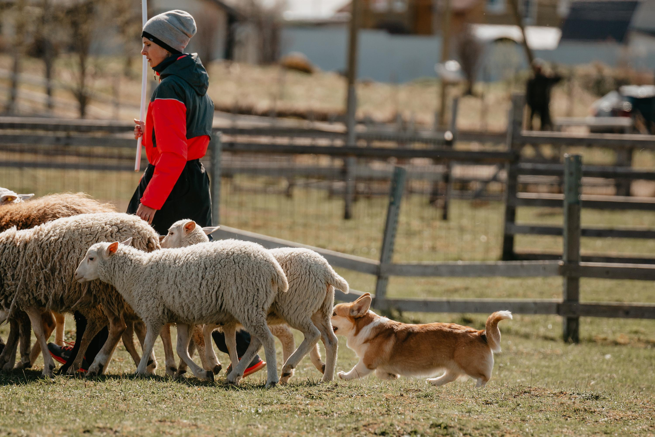 Пастушья служба. Фотограф анималист Осипчикова Мария