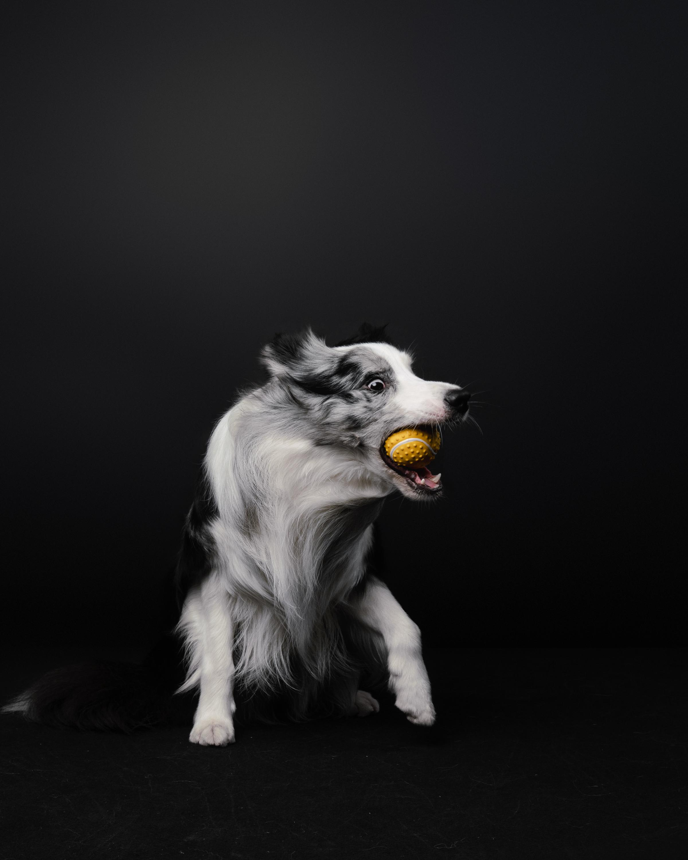 Аня и Гуччи. Фотограф анималист Осипчикова Мария