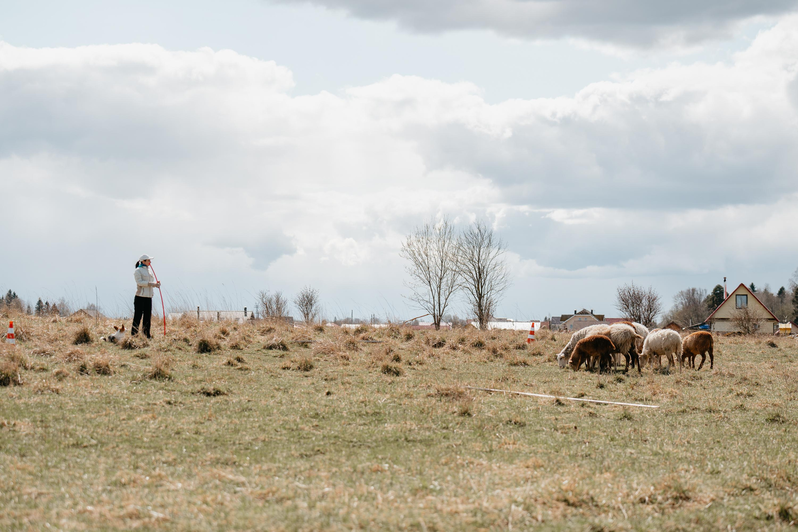 Пастушья служба. Фотограф анималист Осипчикова Мария