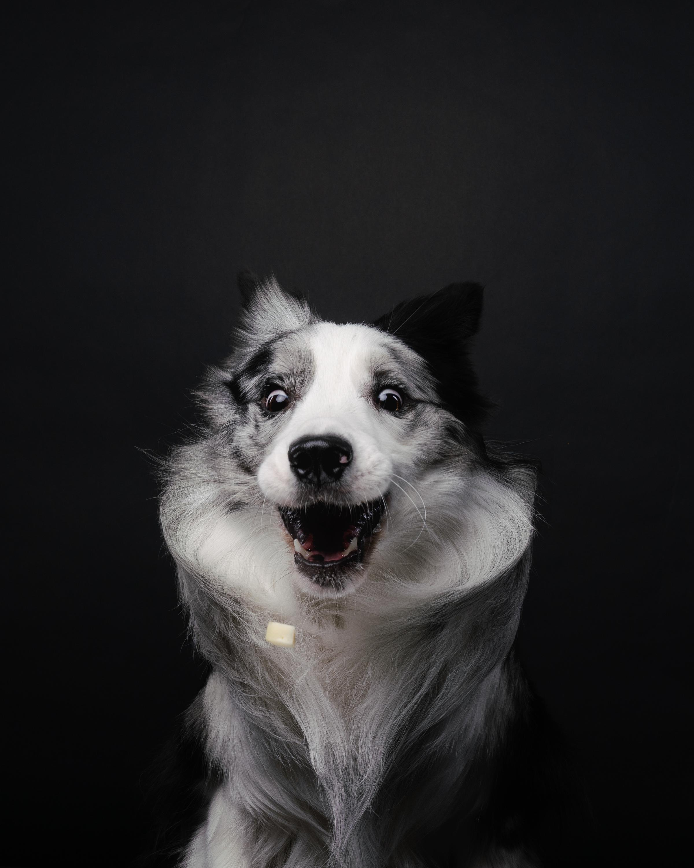 Аня и Гуччи. Фотограф анималист Осипчикова Мария