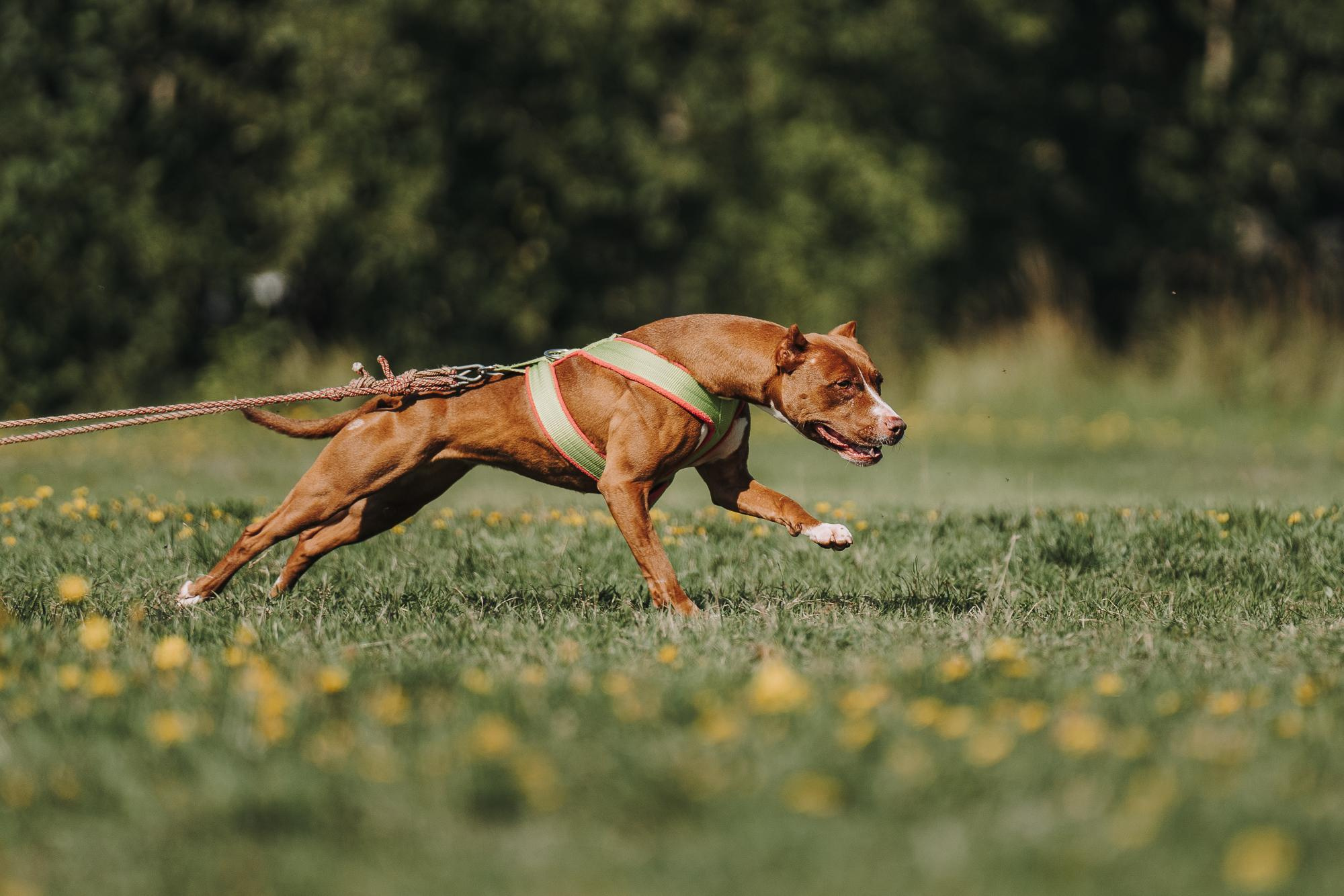 День пита и стаффа. Фотограф анималист Осипчикова Мария