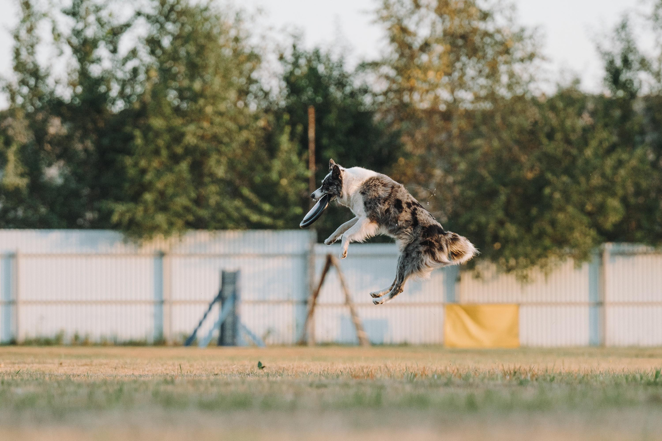 Фрисби игры UpDog. Фотограф анималист Осипчикова Мария